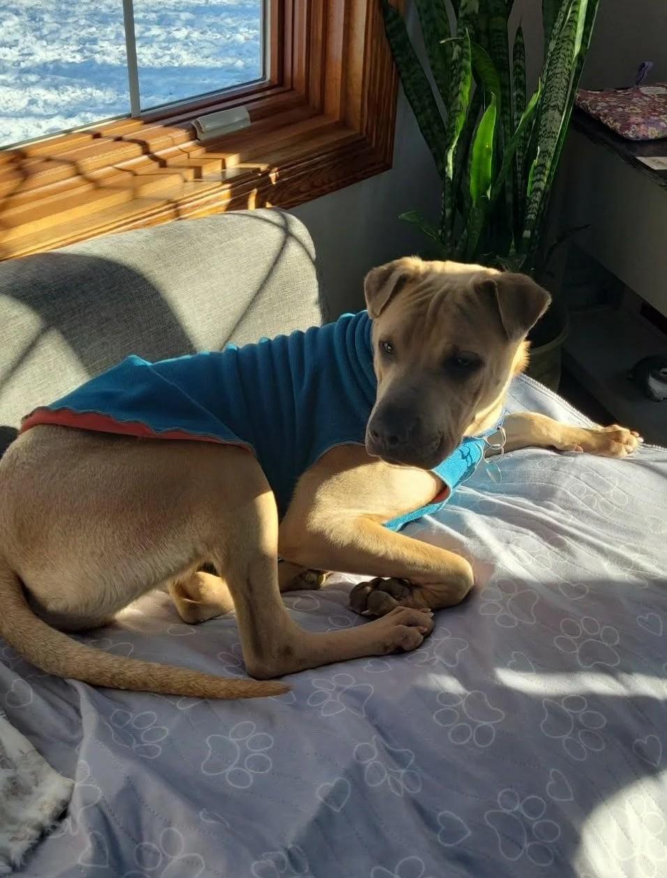 Enlarge Scotty, a ADOPTABLE Mixed Breed in De Pere, WI image 2/3