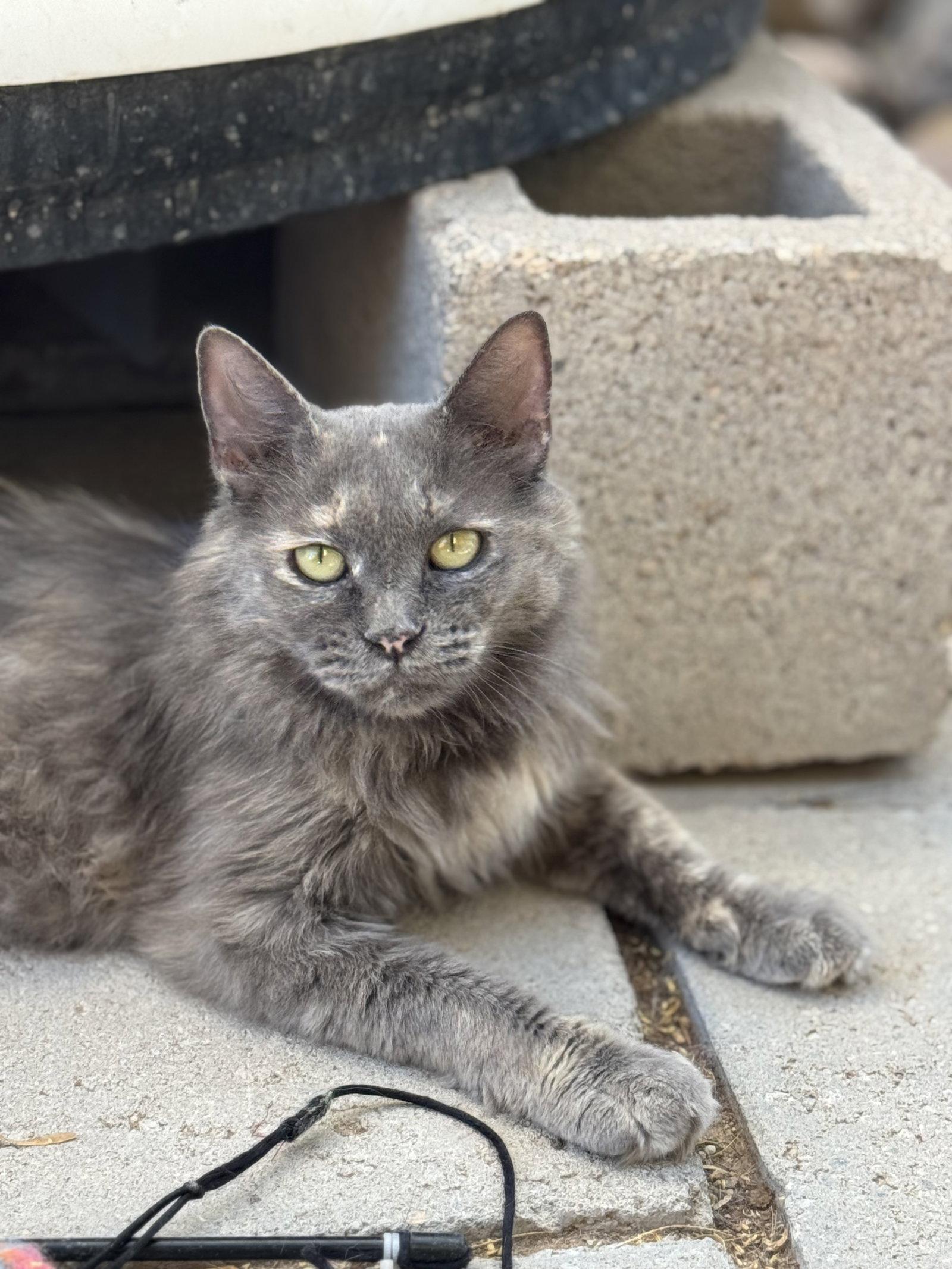 Nori, an adopted Domestic Medium Hair in Williamsburg, NM image 1/3