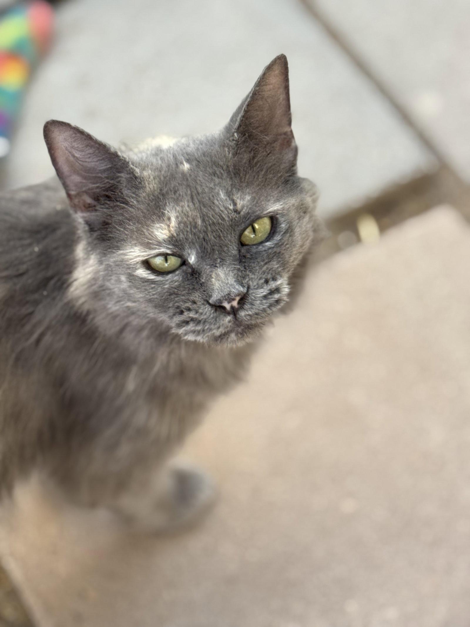 Nori, an adopted Domestic Medium Hair in Williamsburg, NM image 2/3