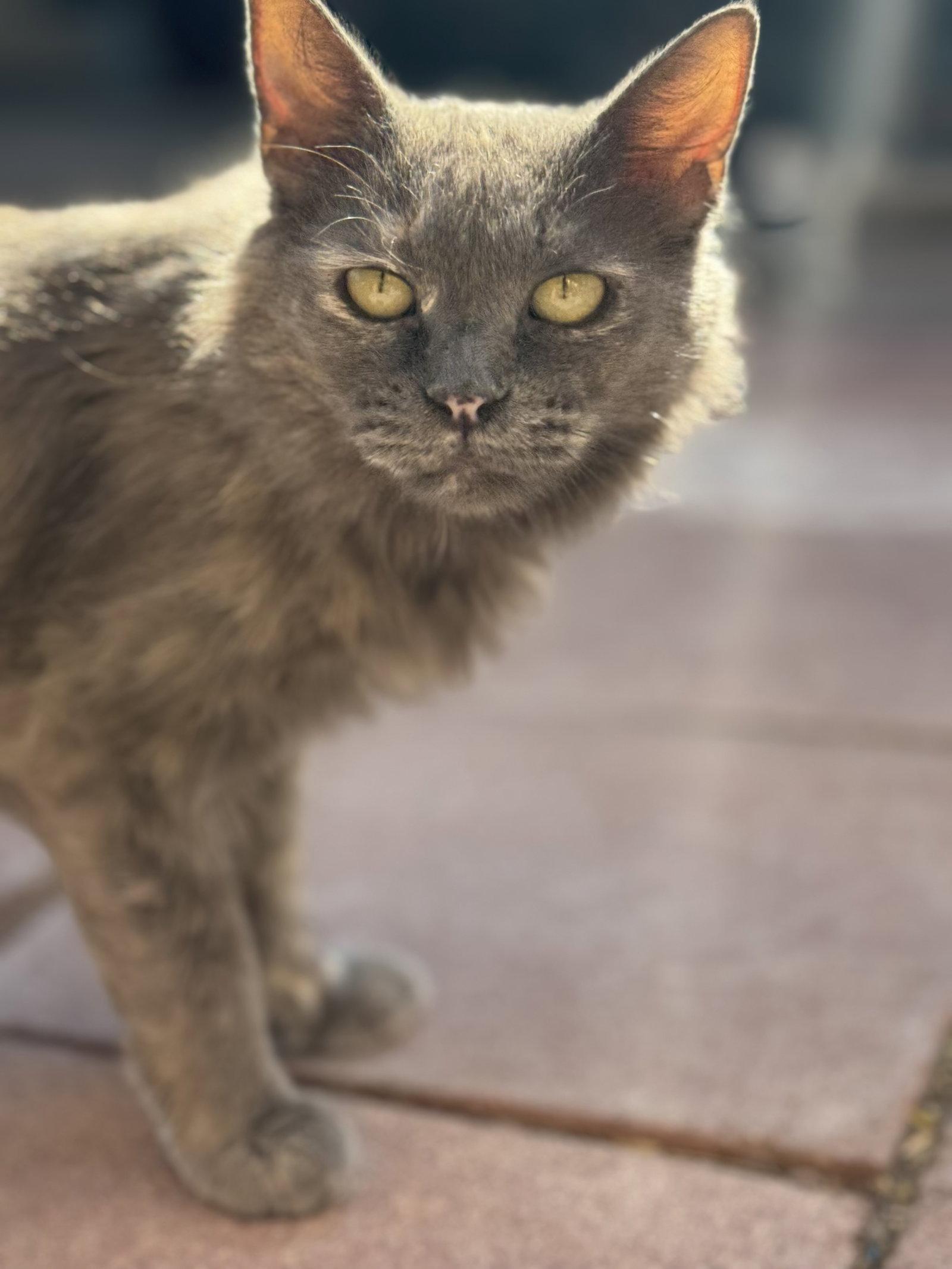 Nori, an adopted Domestic Medium Hair in Williamsburg, NM image 3/3