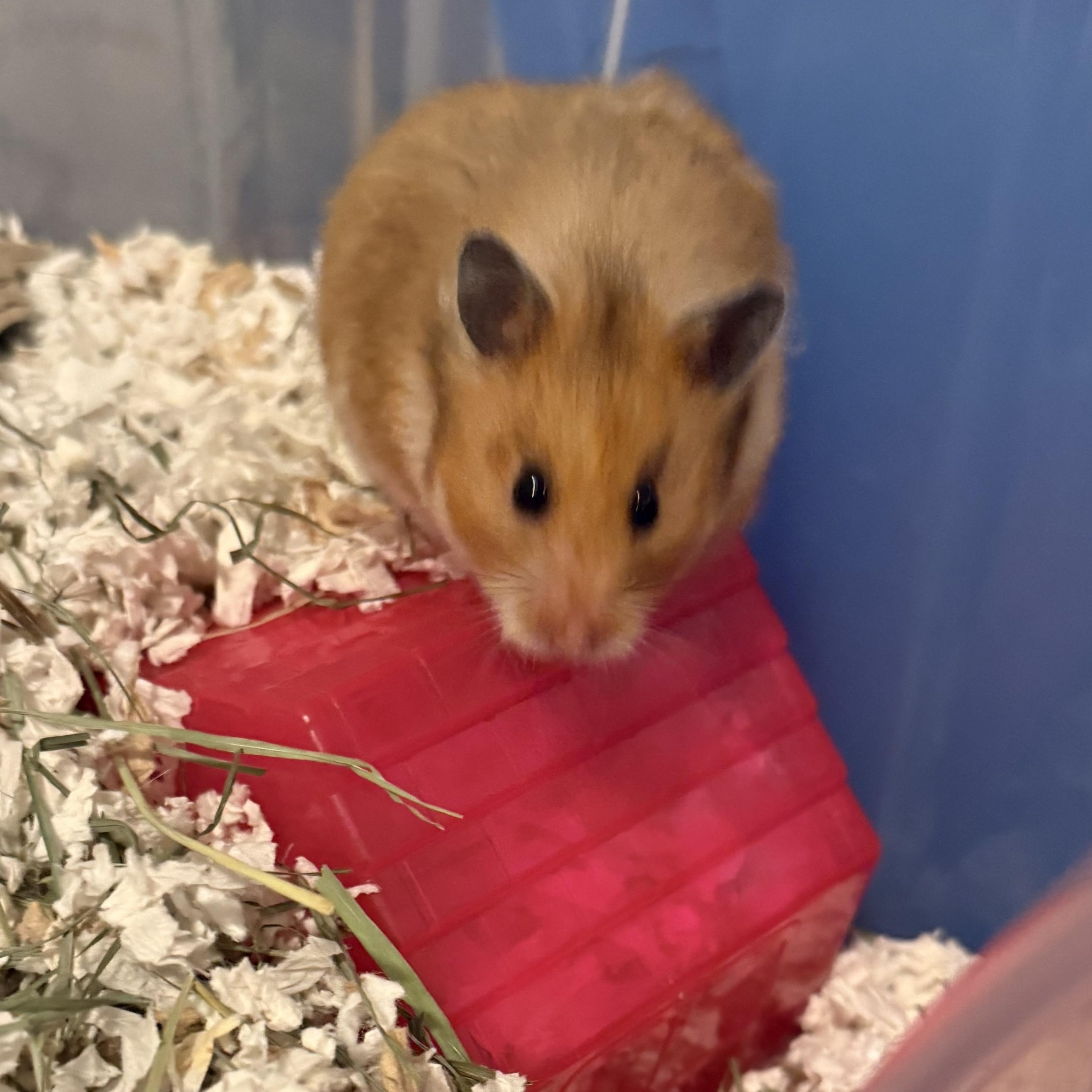 Enlarge Daisy, a ADOPTABLE Hamster in ALBANY, NY image 3/3