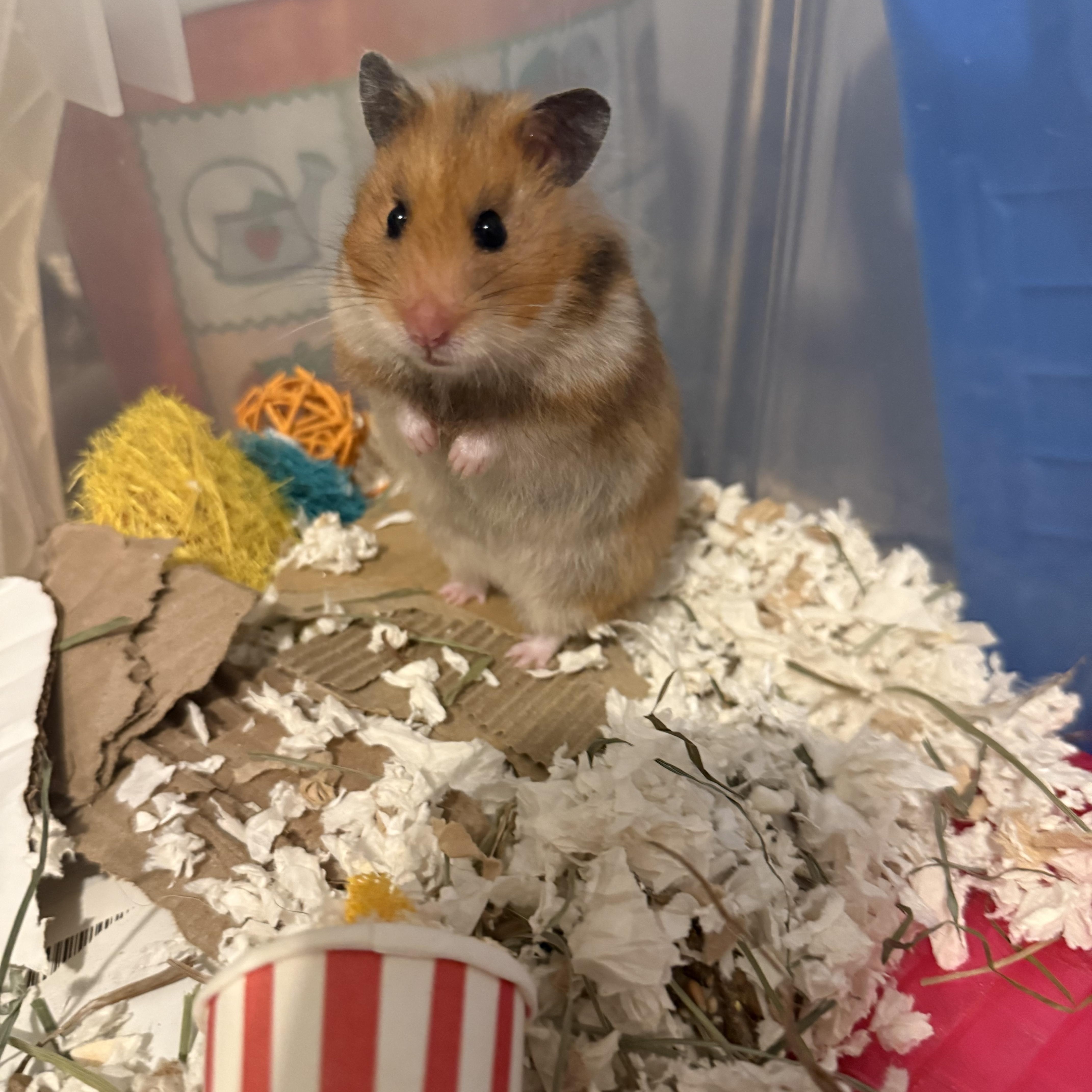 Enlarge Daisy, a ADOPTABLE Hamster in ALBANY, NY image 1/3