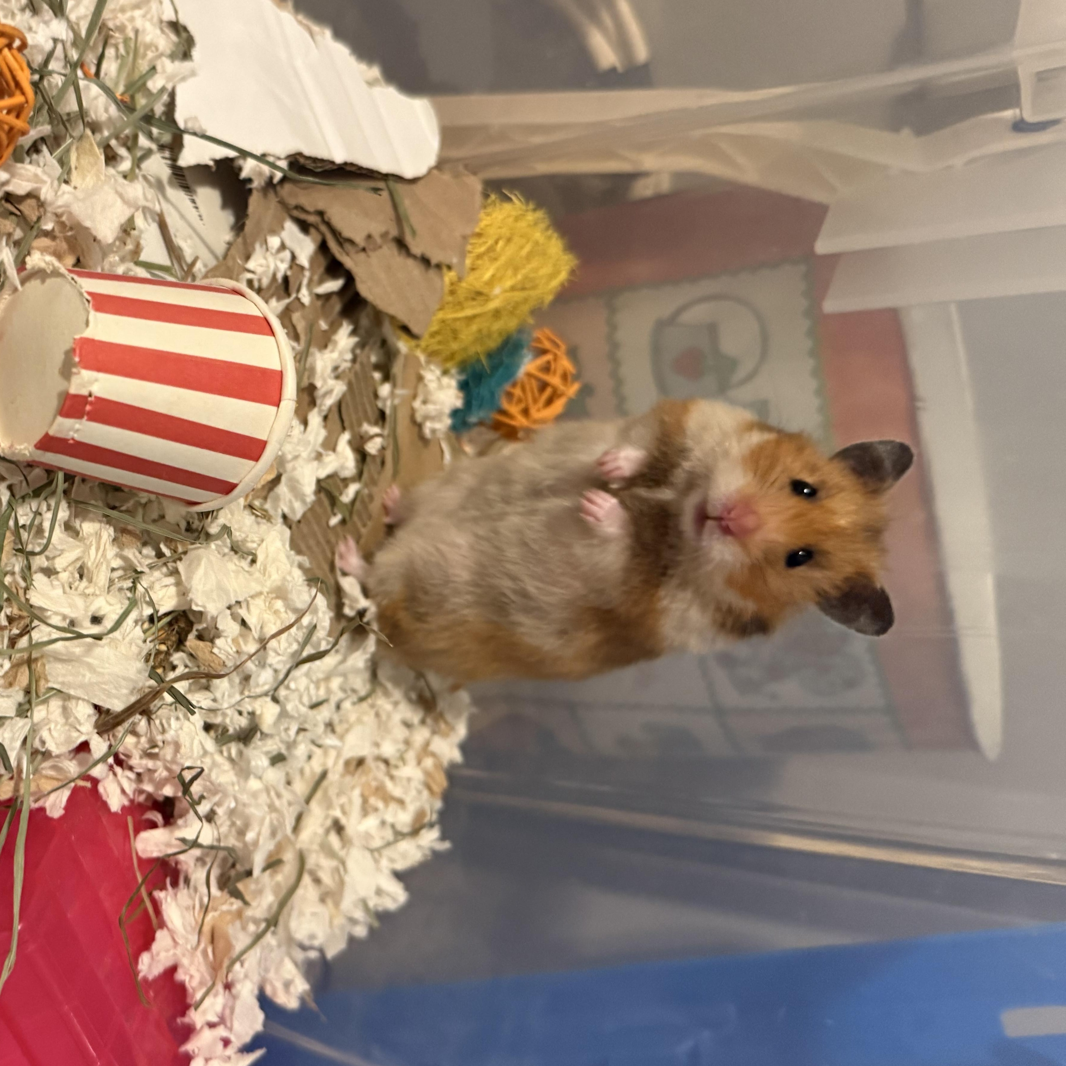 Enlarge Daisy, a ADOPTABLE Hamster in ALBANY, NY image 2/3