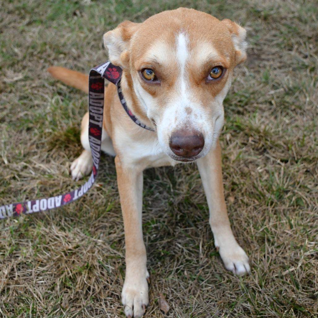 Cheese Wiz, Adoptable, Young Female Husky & Terrier.