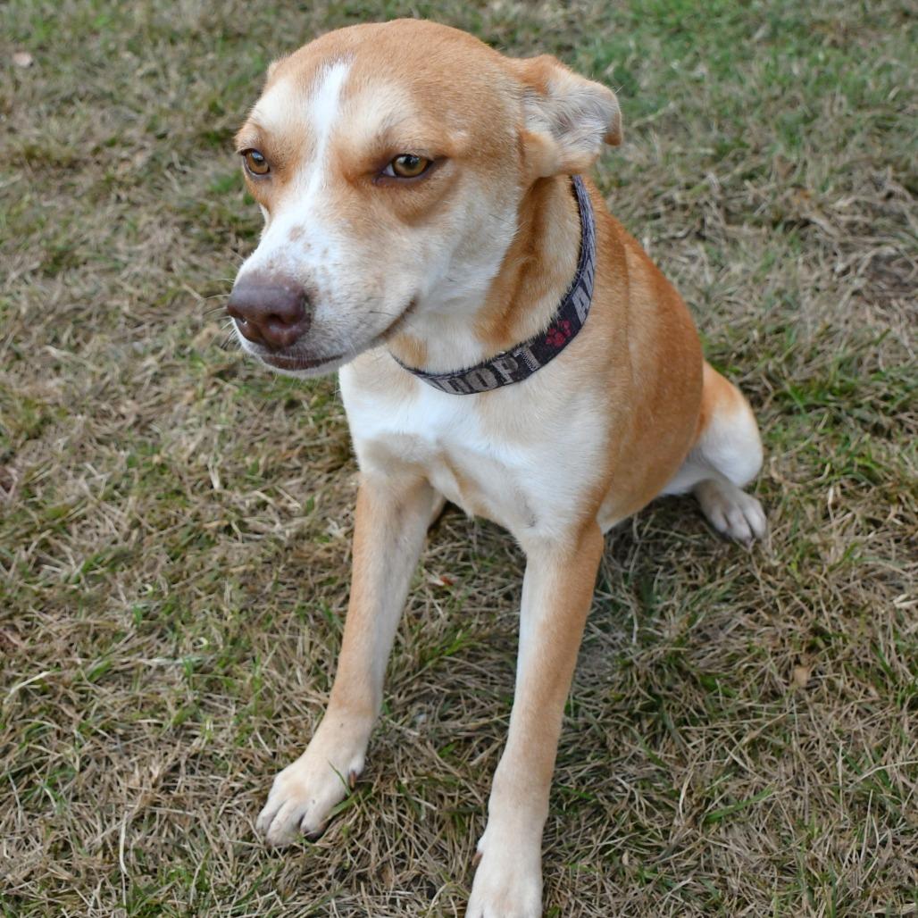 Enlarge Cheese Wiz, a Adoptable mixed breed in Beaumont, TX image 2/3