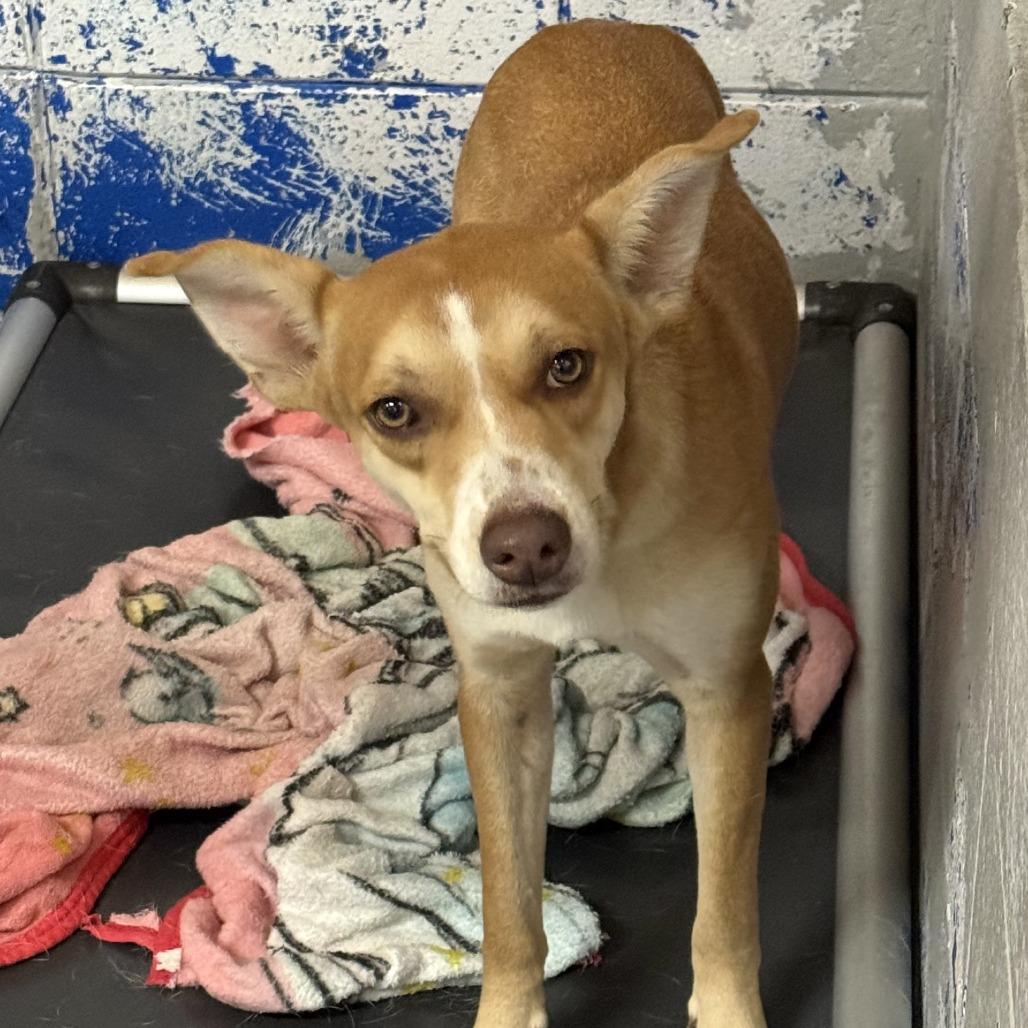 Enlarge Cheese Wiz, a Adoptable mixed breed in Beaumont, TX image 3/3