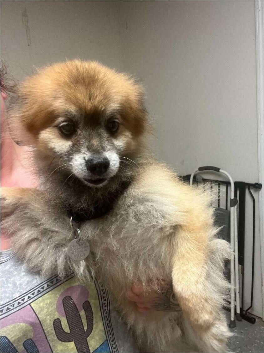 Panda Red, Senior Male unknown
