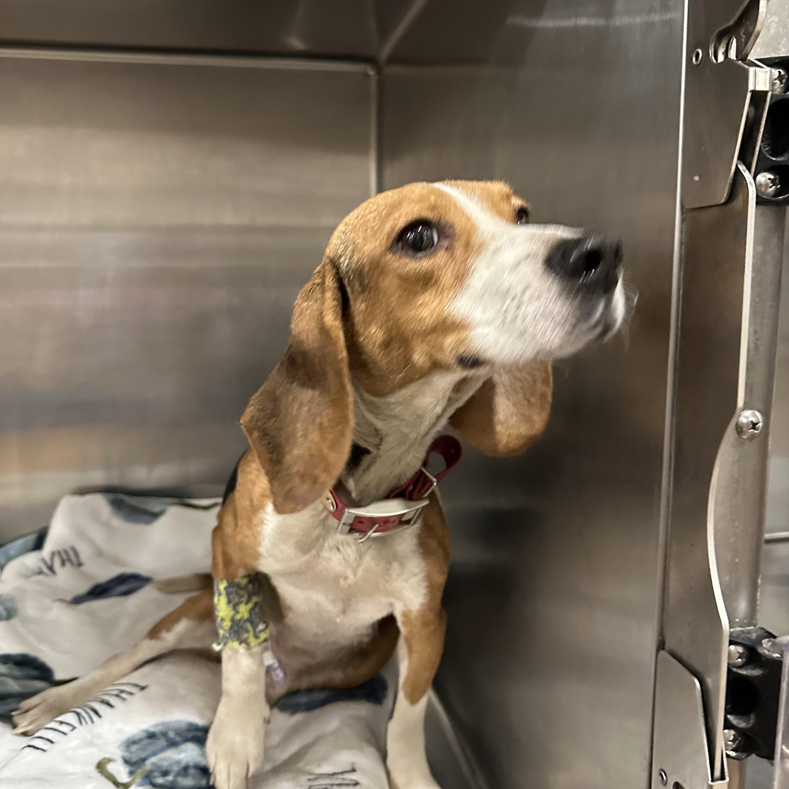 D.O.G *Waived Fee Possible, an adopted Beagle in Utica, MS image 2/5