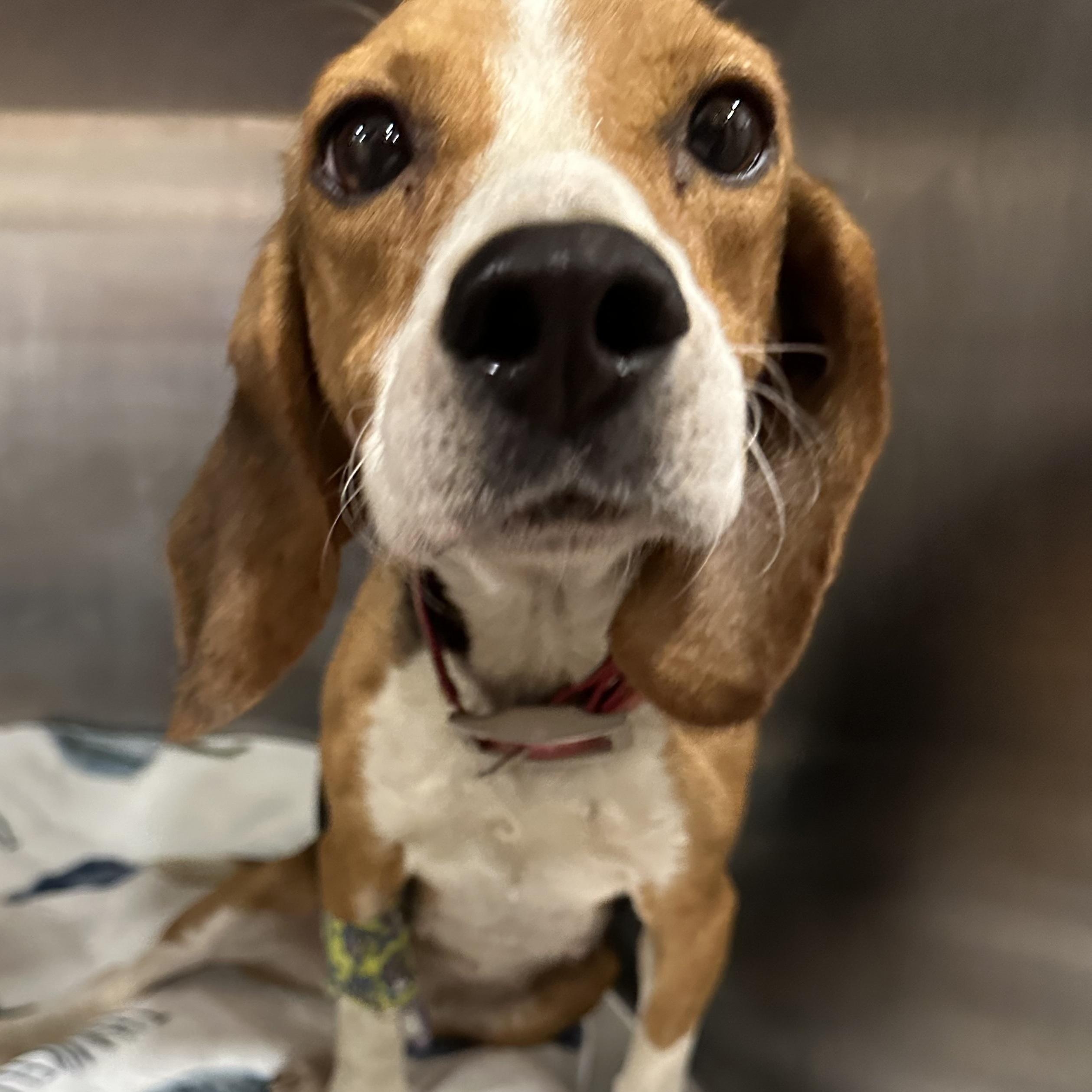 D.O.G *Waived Fee Possible, an adopted Beagle in Utica, MS image 1/5