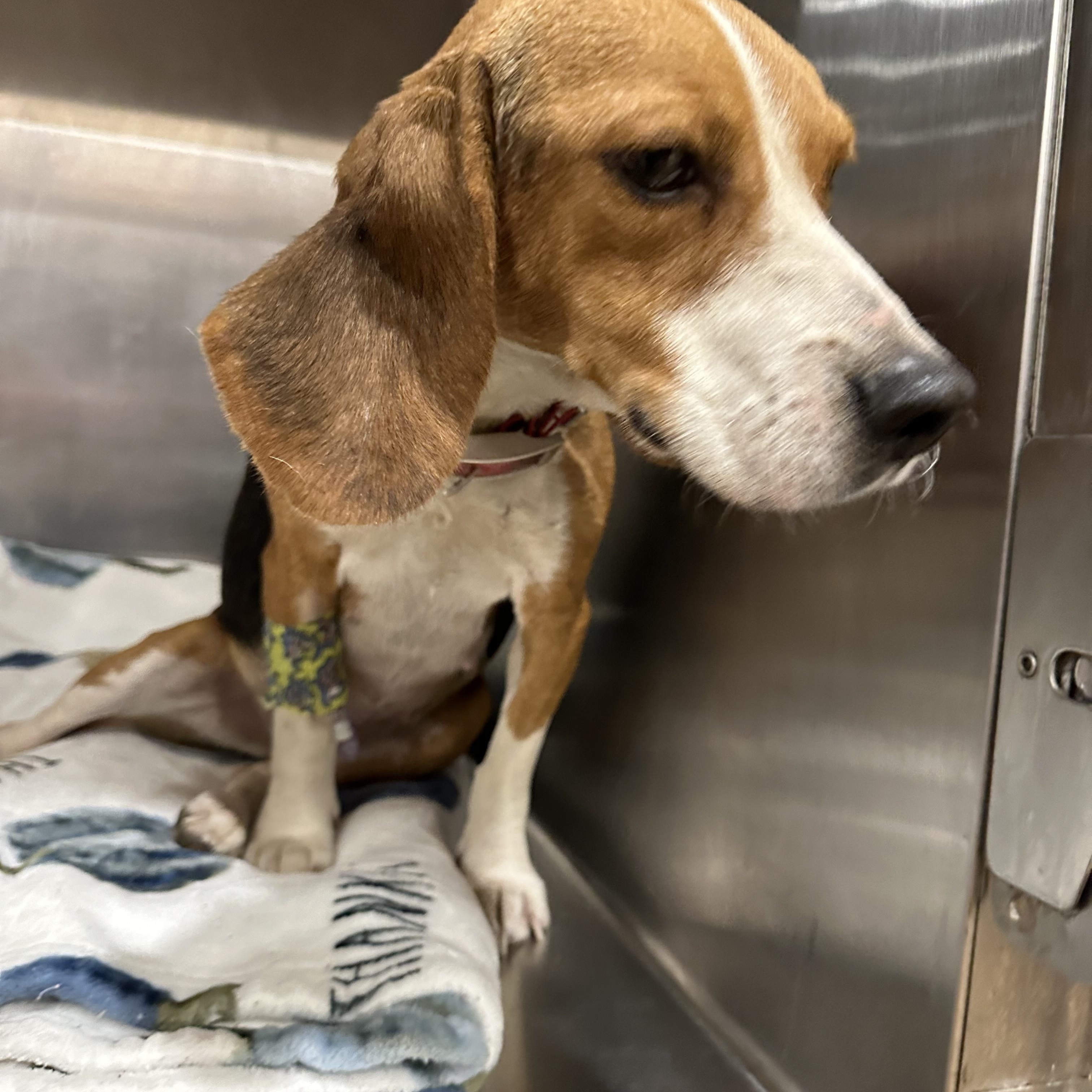 D.O.G *Waived Fee Possible, an adopted Beagle in Utica, MS image 3/5