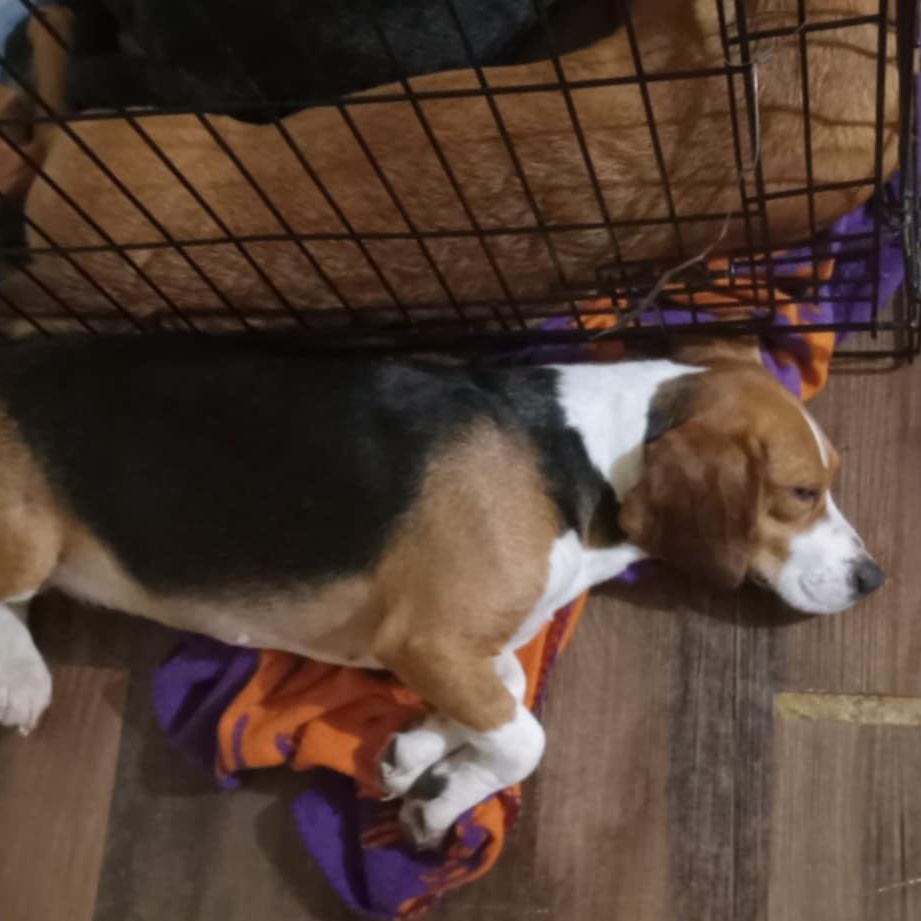 D.O.G *Waived Fee Possible, an adopted Beagle in Utica, MS image 4/5