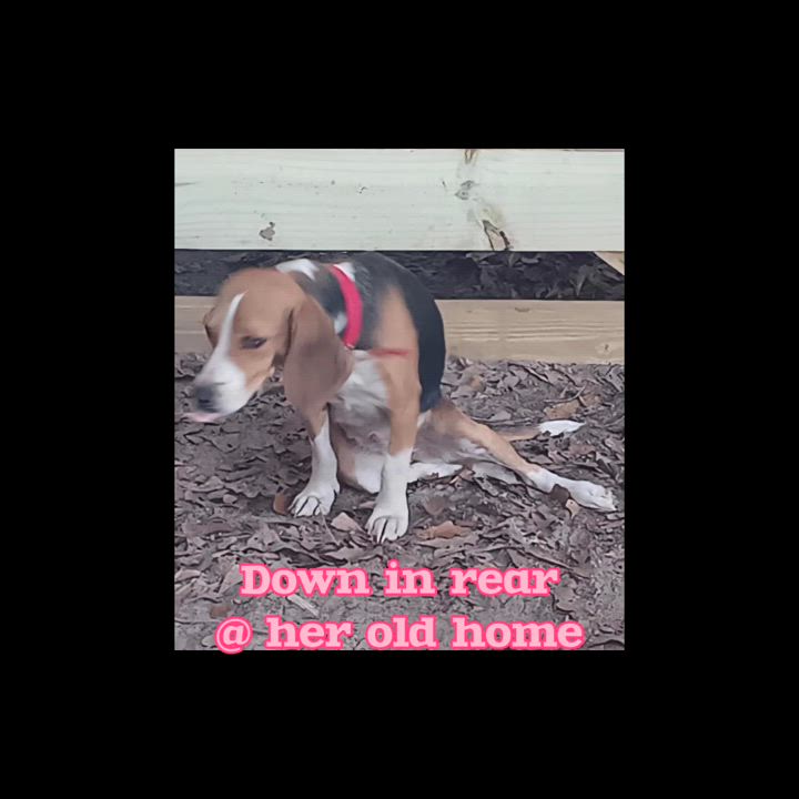 Enlarge D.O.G *Waived Fee Possible, an adopted Beagle in Utica, MS video 5/5