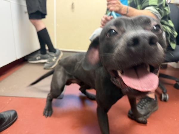 Jerry, Adoptable, Young Male Pit Bull Terrier.