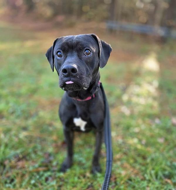 Enlarge Jerry, a Adoptable mixed breed in Salisbury, MD image 2/2