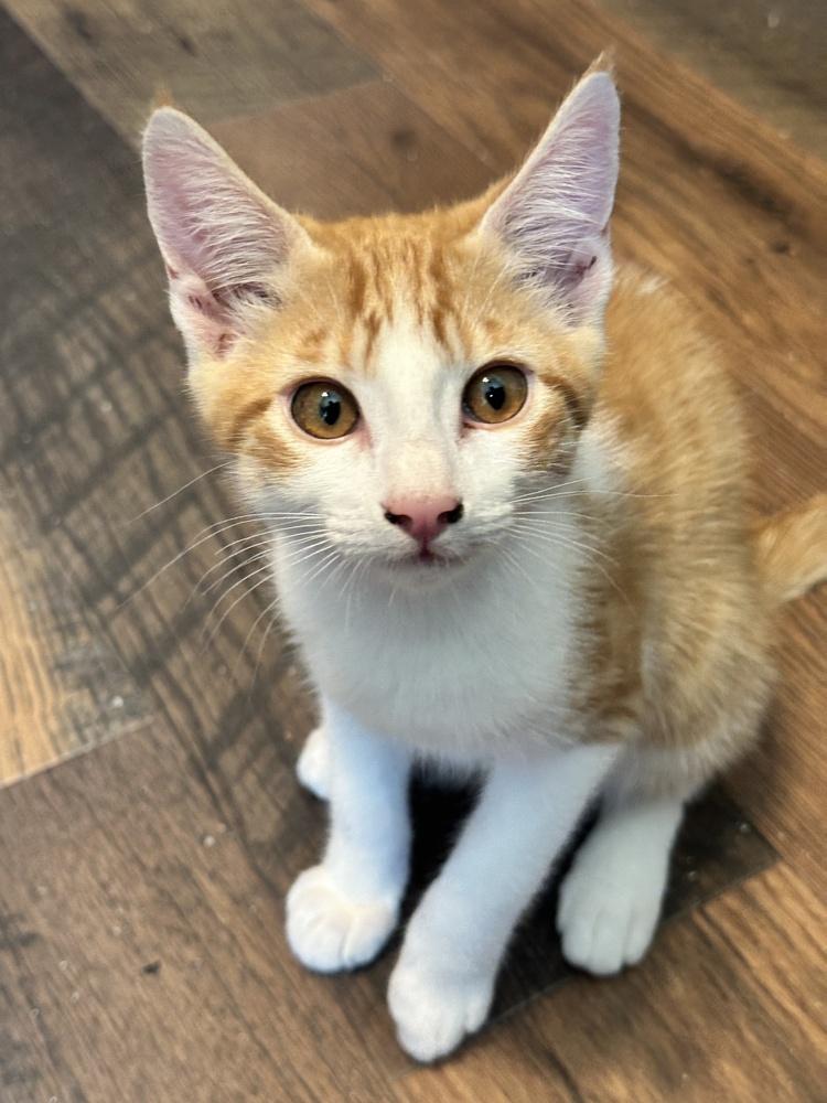 Stitch, Adoptable, Kitten Male Domestic Short Hair.