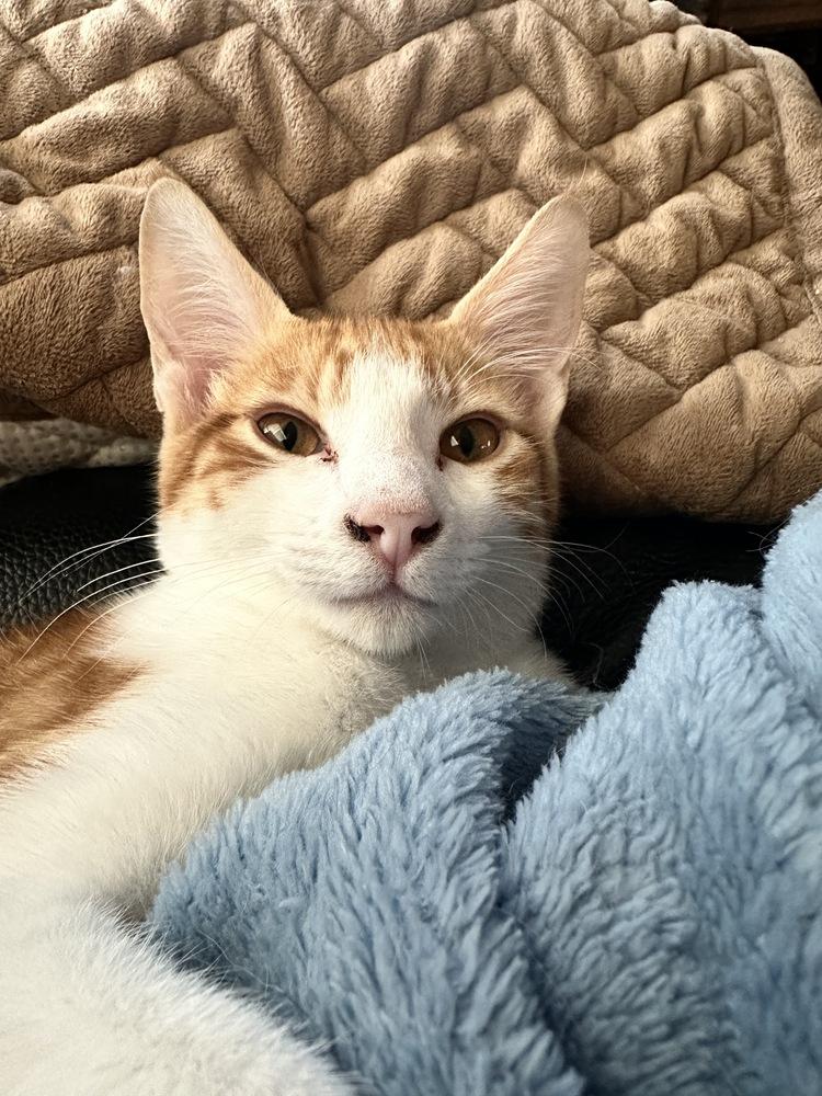 Enlarge Stitch, a Adoptable Domestic Short Hair in Lebanon, OR image 2/4