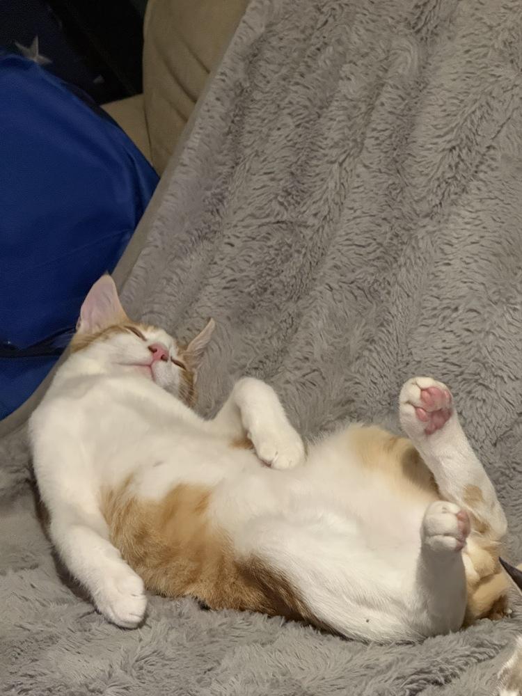 Enlarge Stitch, a Adoptable Domestic Short Hair in Lebanon, OR image 3/4