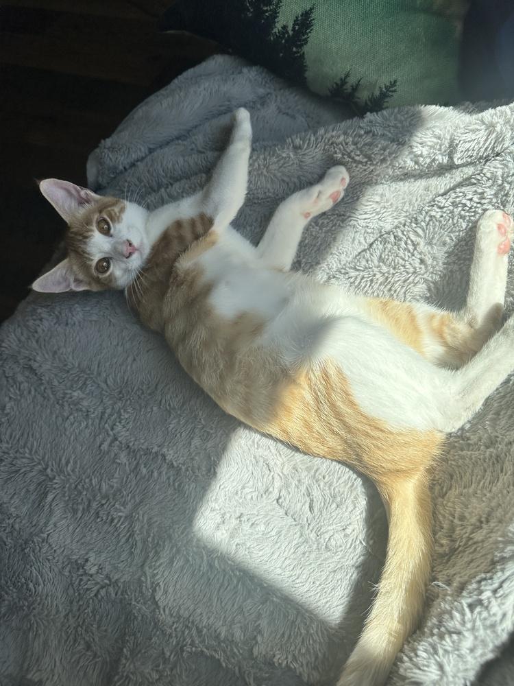 Enlarge Stitch, a Adoptable Domestic Short Hair in Lebanon, OR image 4/4