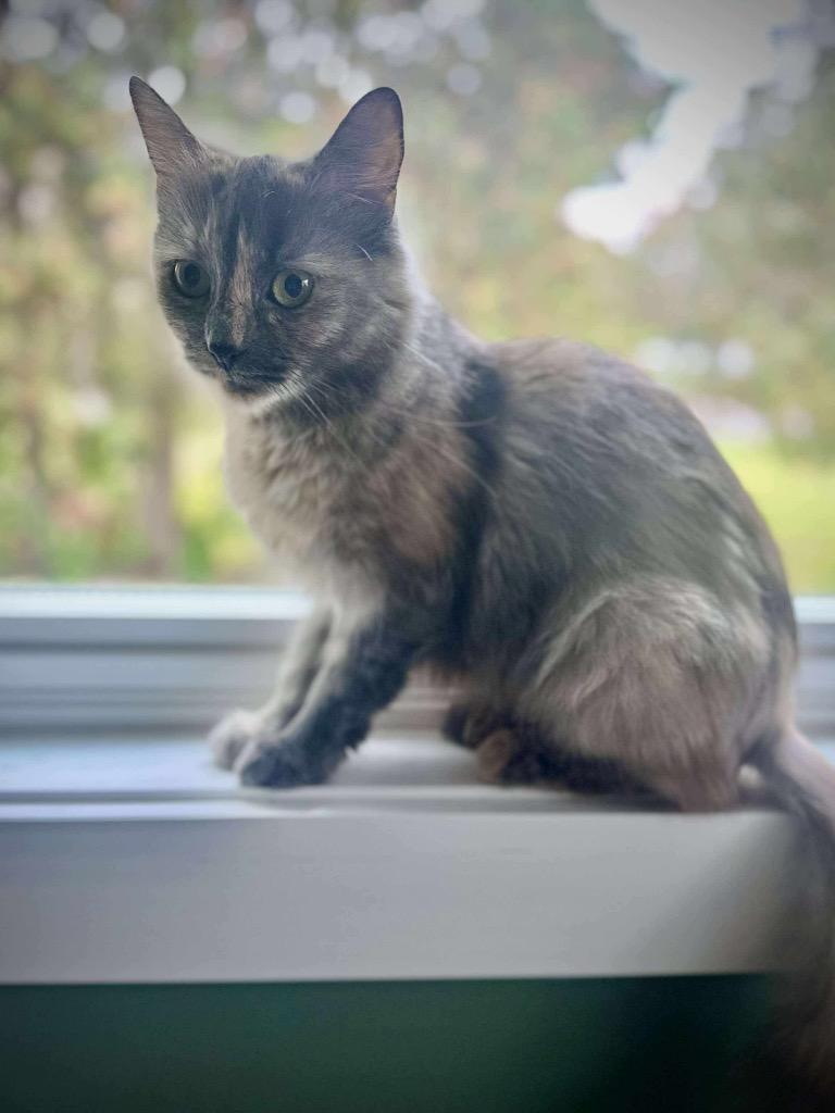 Chip Whit, a Adoptable mixed breed in Gorham, ME image 1/4