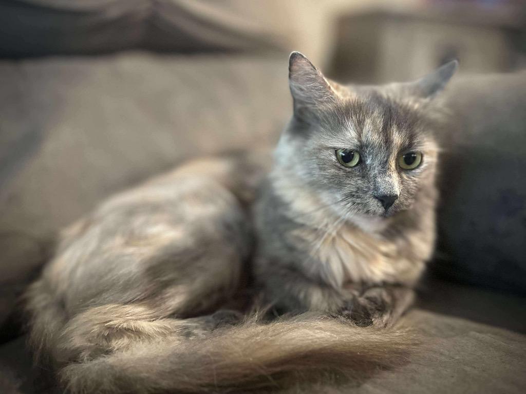 Chip Whit, a Adoptable mixed breed in Gorham, ME image 2/4