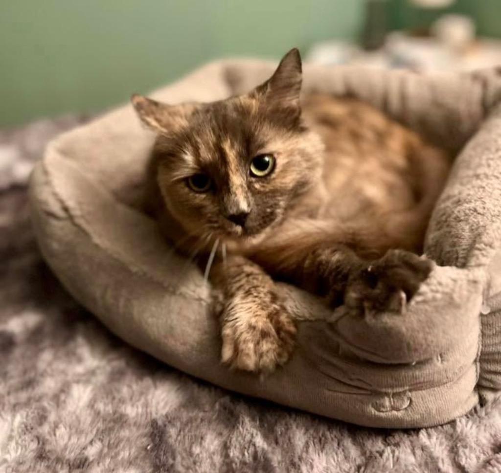 Chip Whit, a Adoptable mixed breed in Gorham, ME image 3/4