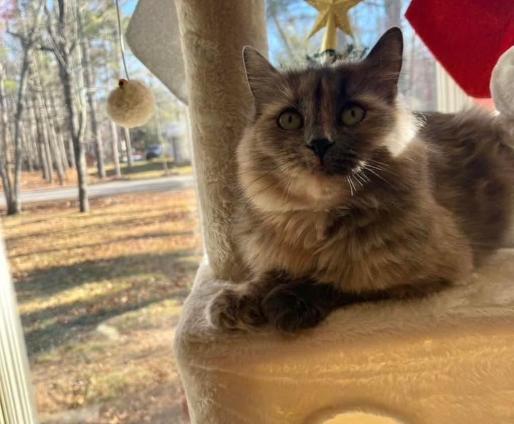 Chip Whit, a Adoptable mixed breed in Gorham, ME image 4/4