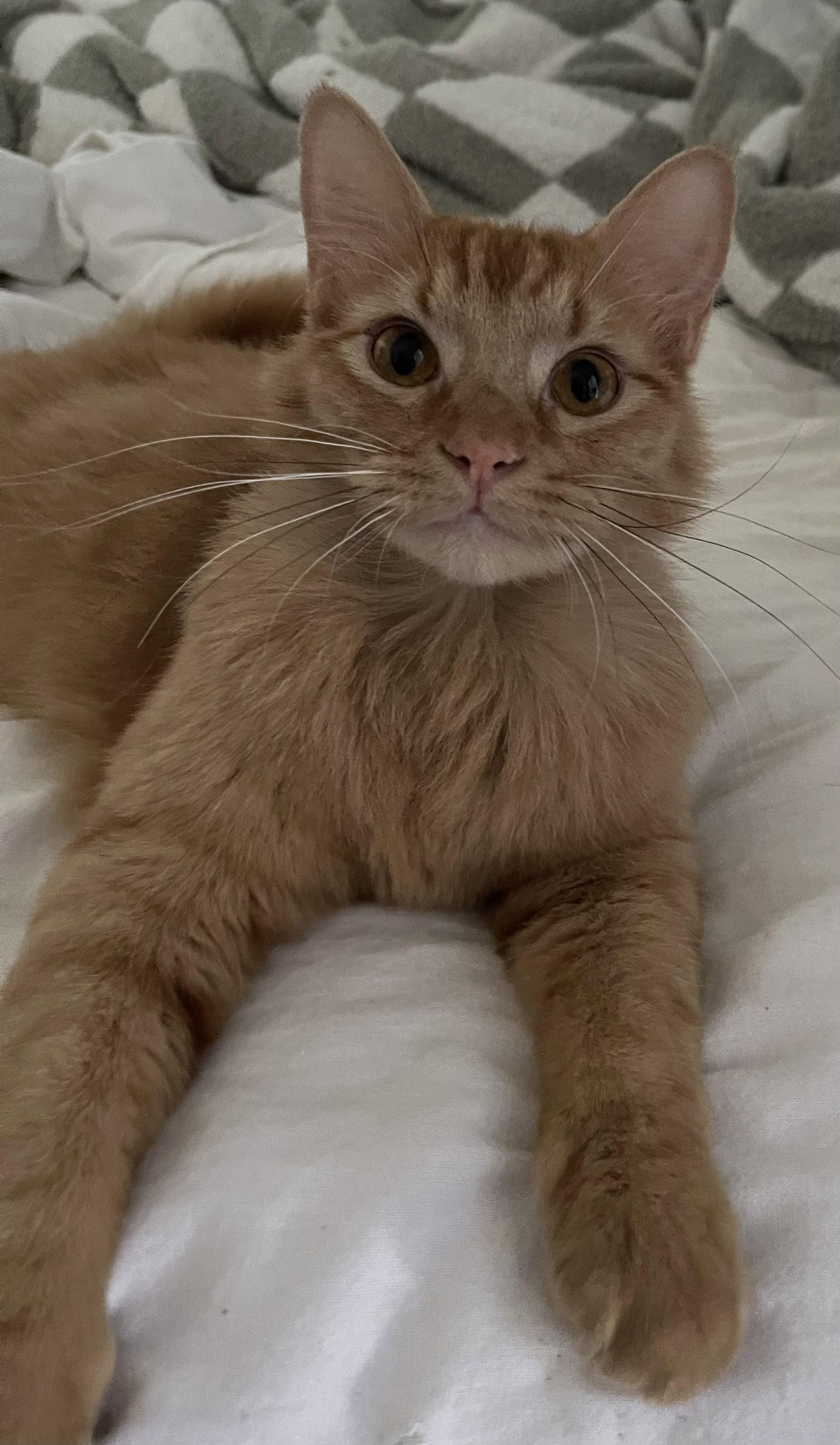Sorbet, Adoptable, Young Male Domestic Medium Hair & Tabby.
