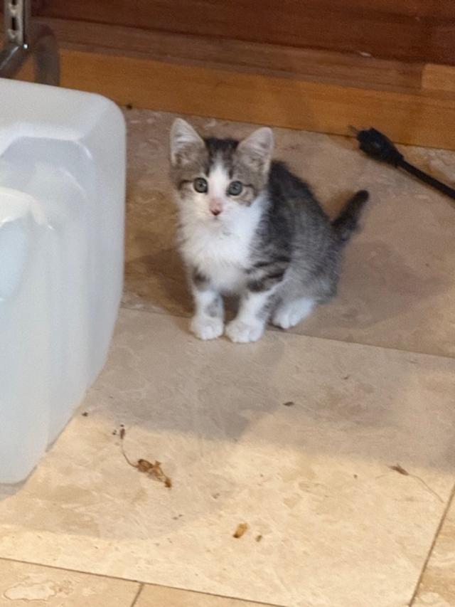 Buddy, an adopted Domestic Short Hair in Sedalia, CO image 1/3