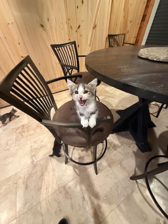 Buddy, an adopted Domestic Short Hair in Sedalia, CO image 2/3