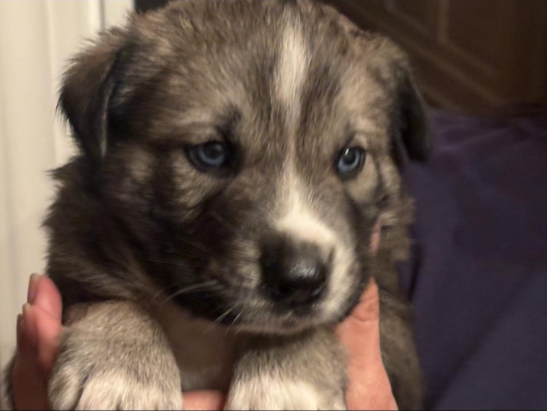 Smokey, Adopted, Young Male Great Pyrenees & Labrador Retriever.