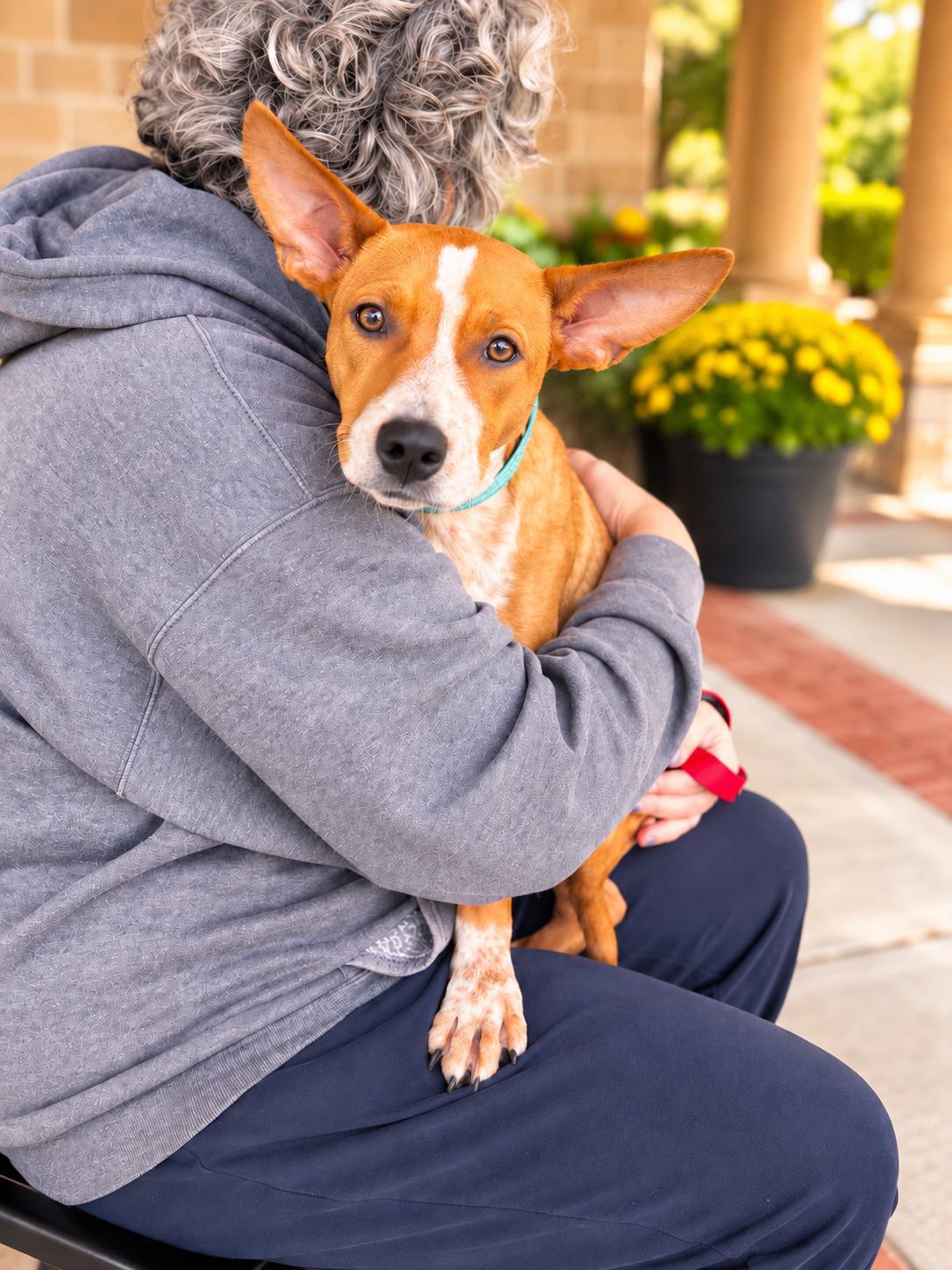 Enlarge Potato Chip, a Adoptable mixed breed in Long Beach, NY image 3/3