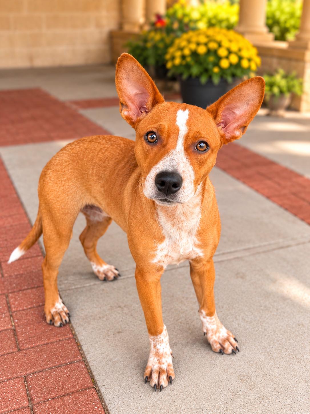 Enlarge Potato Chip, a Adoptable mixed breed in Long Beach, NY image 2/3