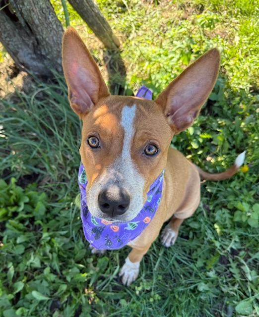 Enlarge Potato Chip, a Adoptable mixed breed in Long Beach, NY image 1/3