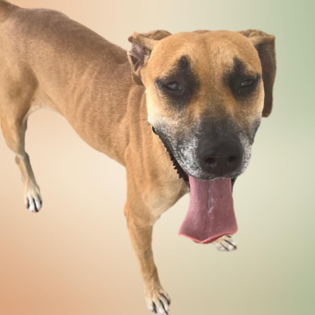 Brownie, Adult Male Hound