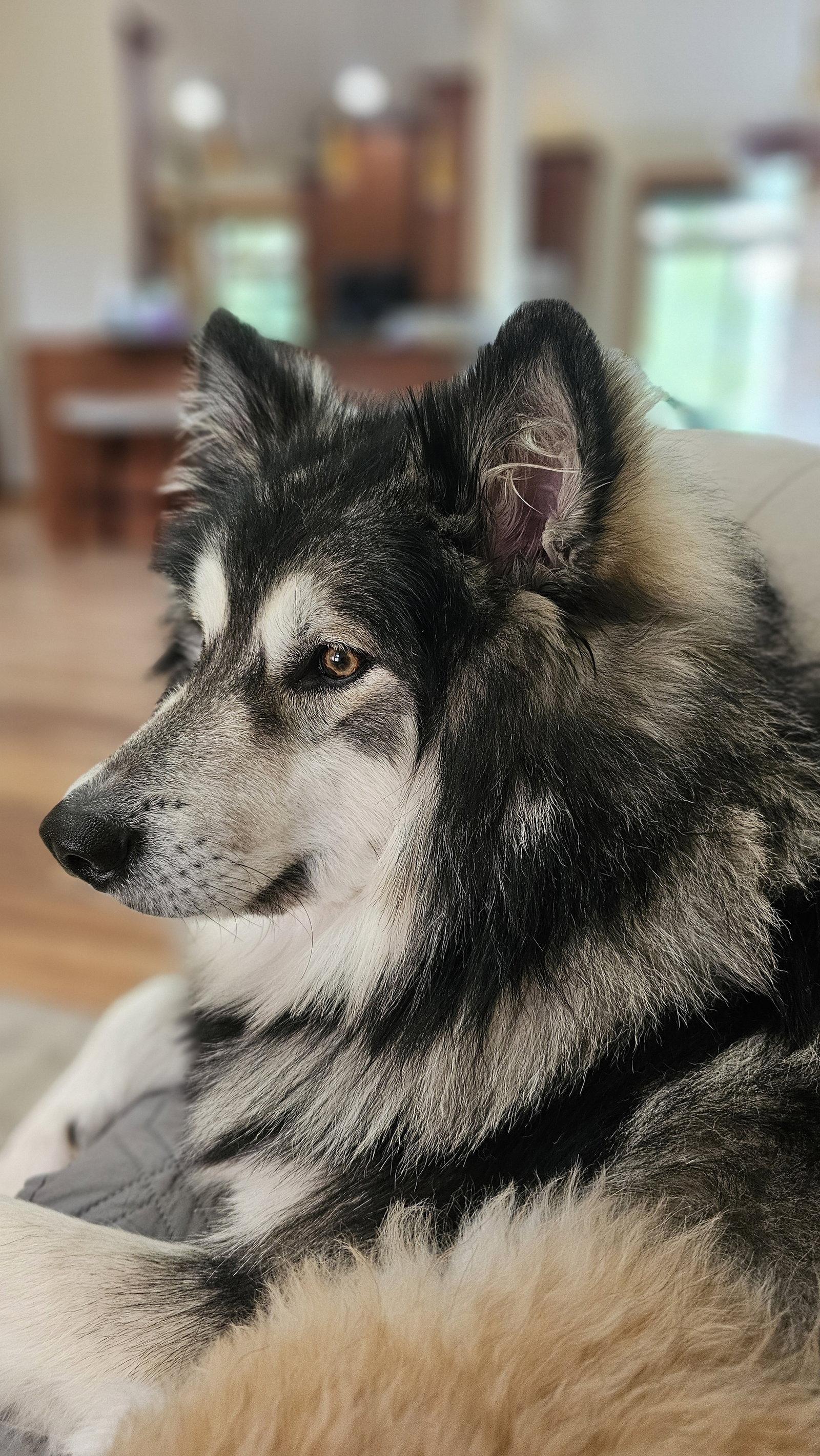 CHEWIE, a Adoptable Alaskan Malamute in Seattle, WA image 2/3