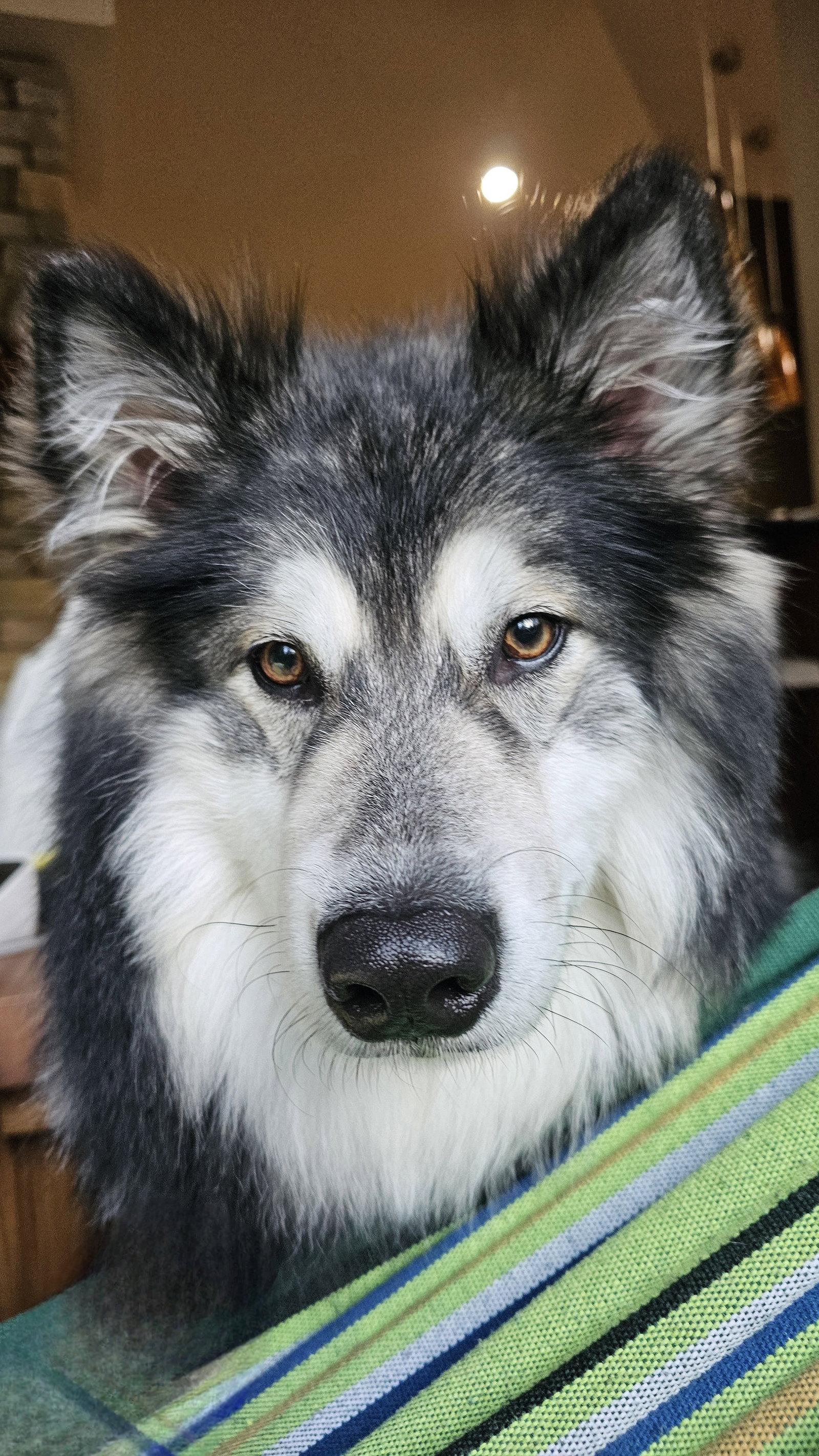 CHEWIE, a Adoptable Alaskan Malamute in Seattle, WA image 3/3