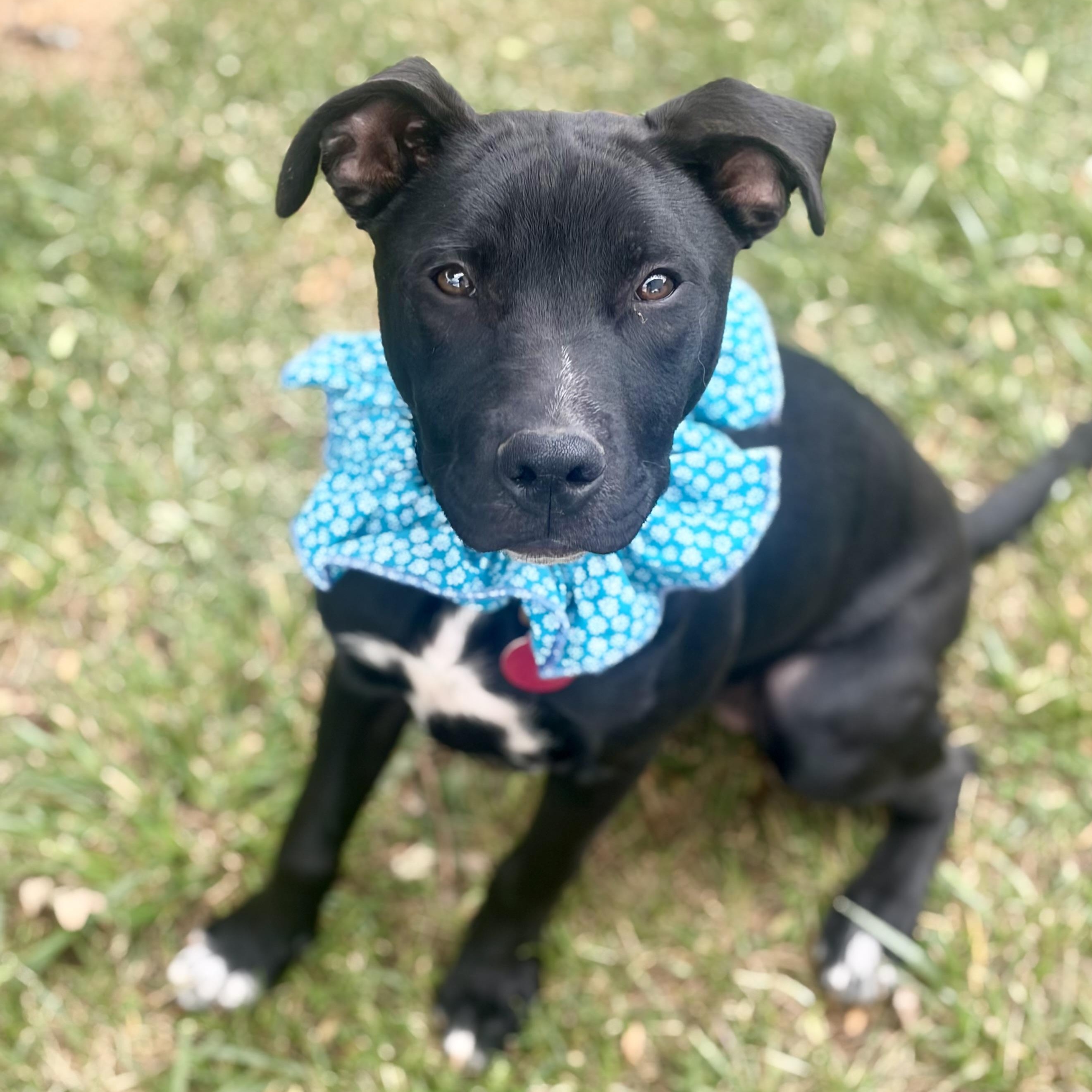 Jasmine, a Adoptable mixed breed in Greensboro, NC image 4/6
