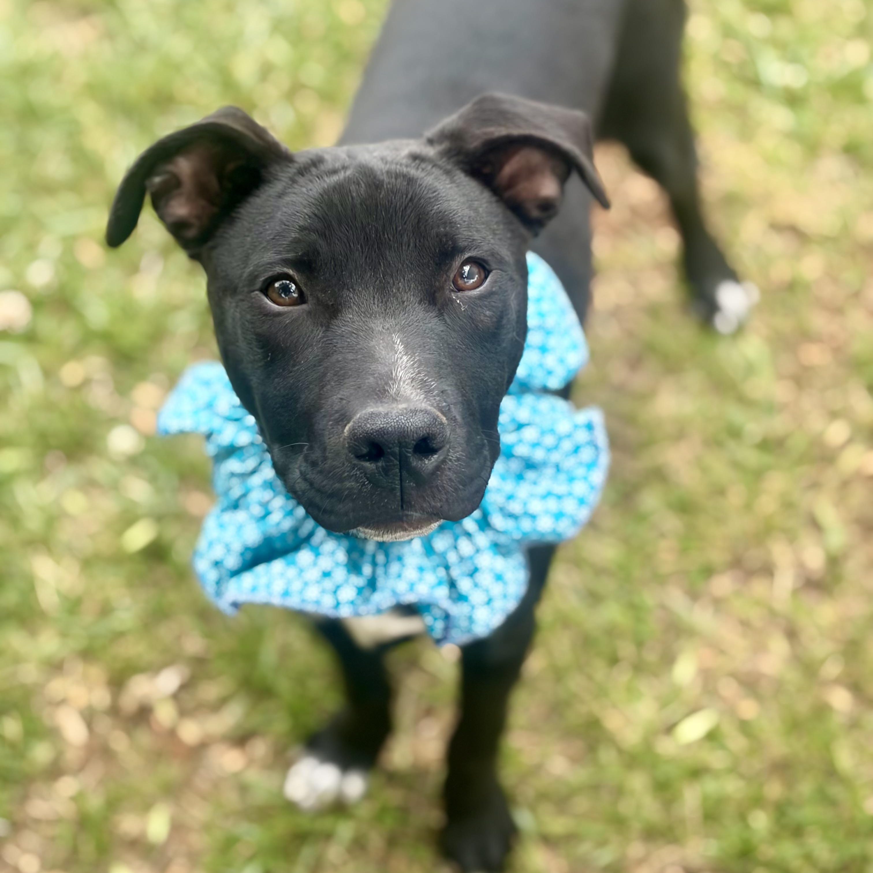 Jasmine, a Adoptable mixed breed in Greensboro, NC image 2/6