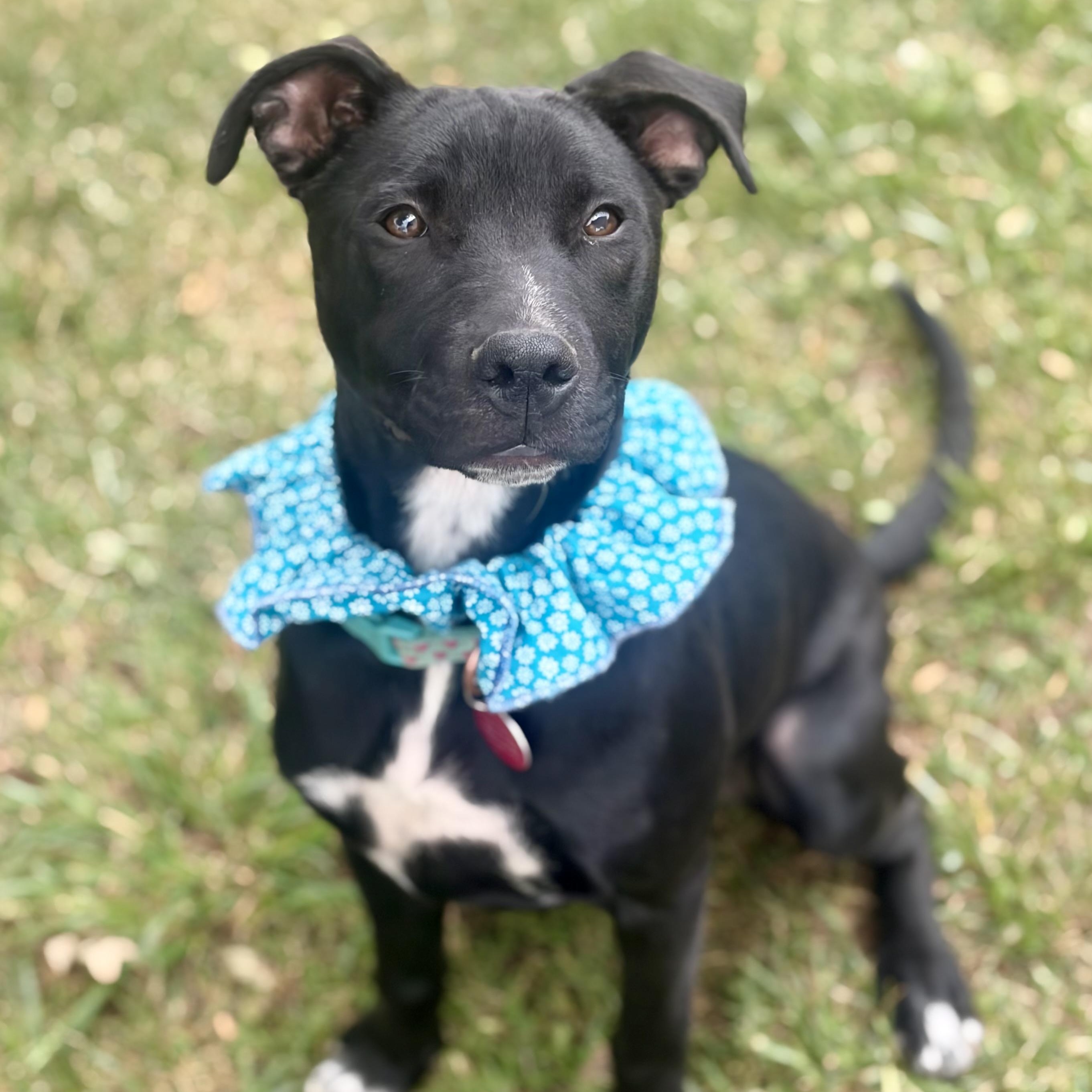 Jasmine, a Adoptable mixed breed in Greensboro, NC image 5/6