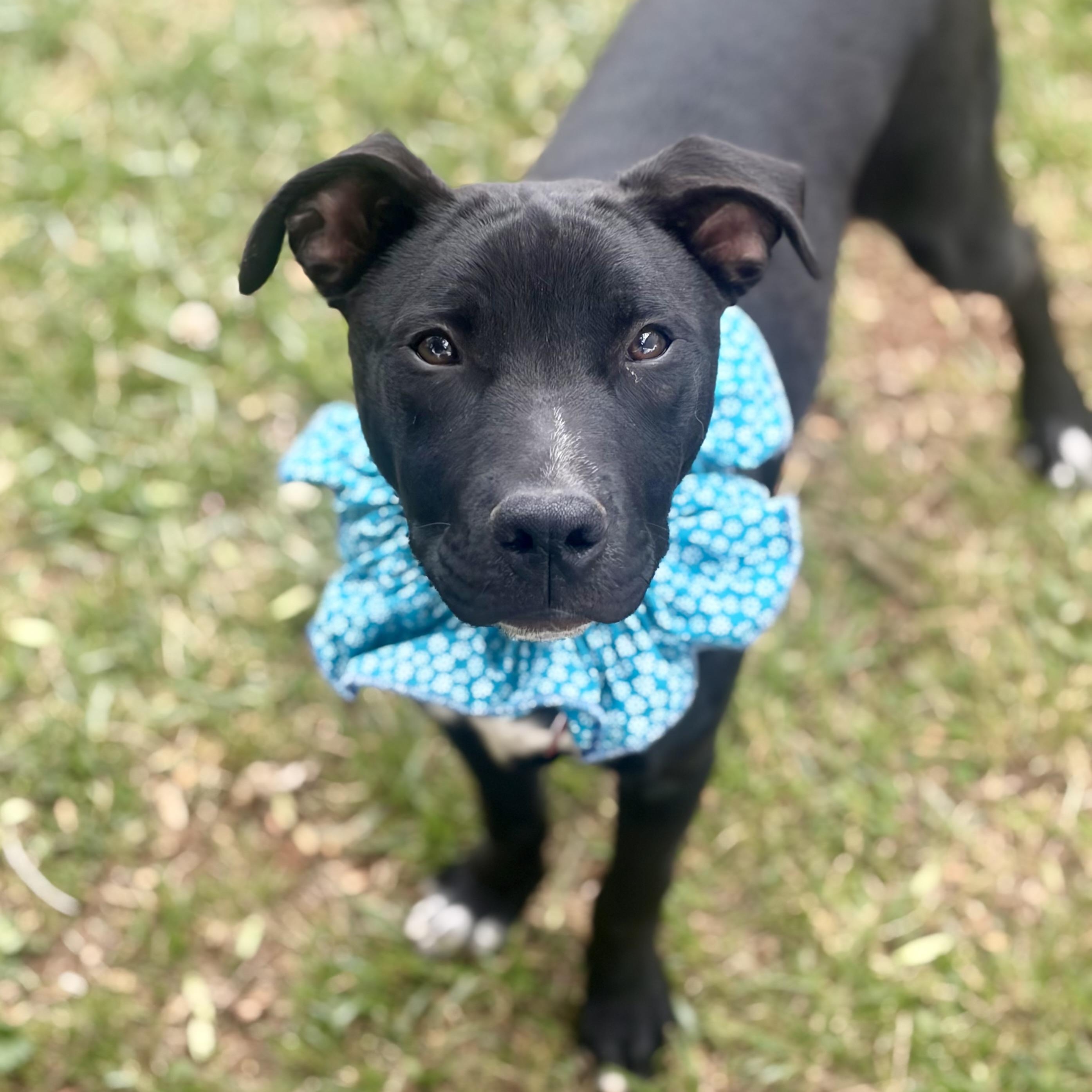 Jasmine, a Adoptable mixed breed in Greensboro, NC image 6/6