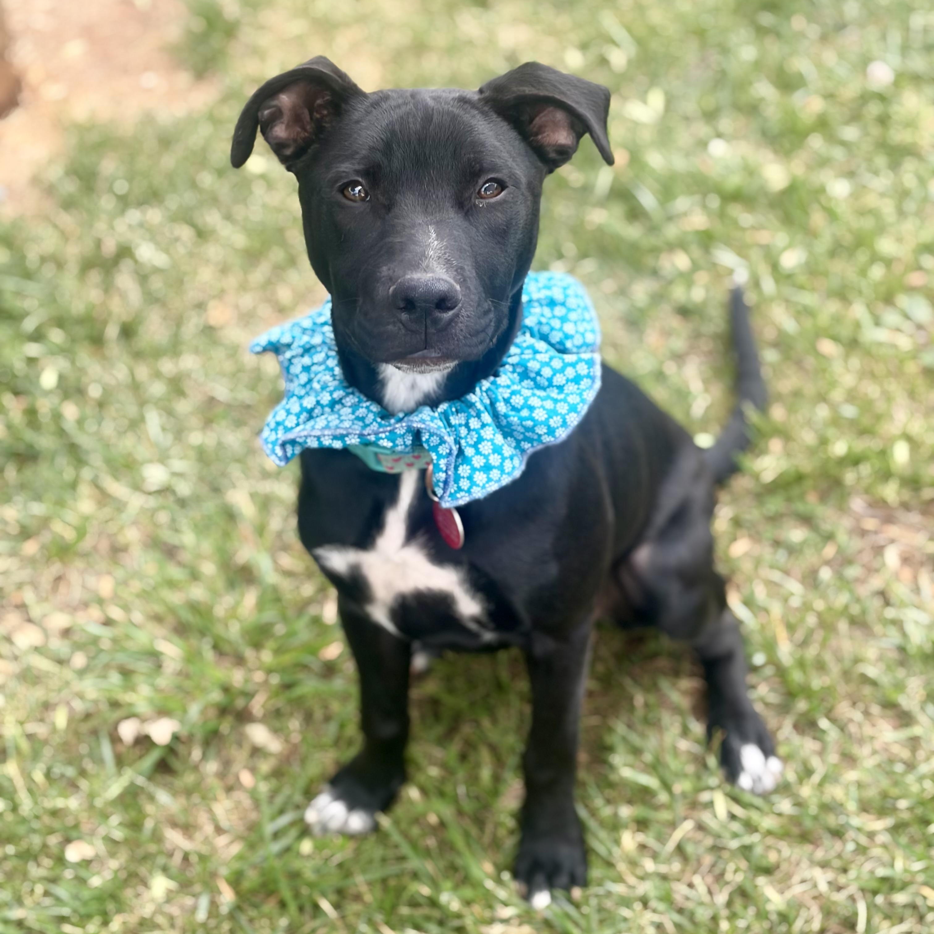 Jasmine, Adoptable, Puppy Female Pit Bull Terrier.