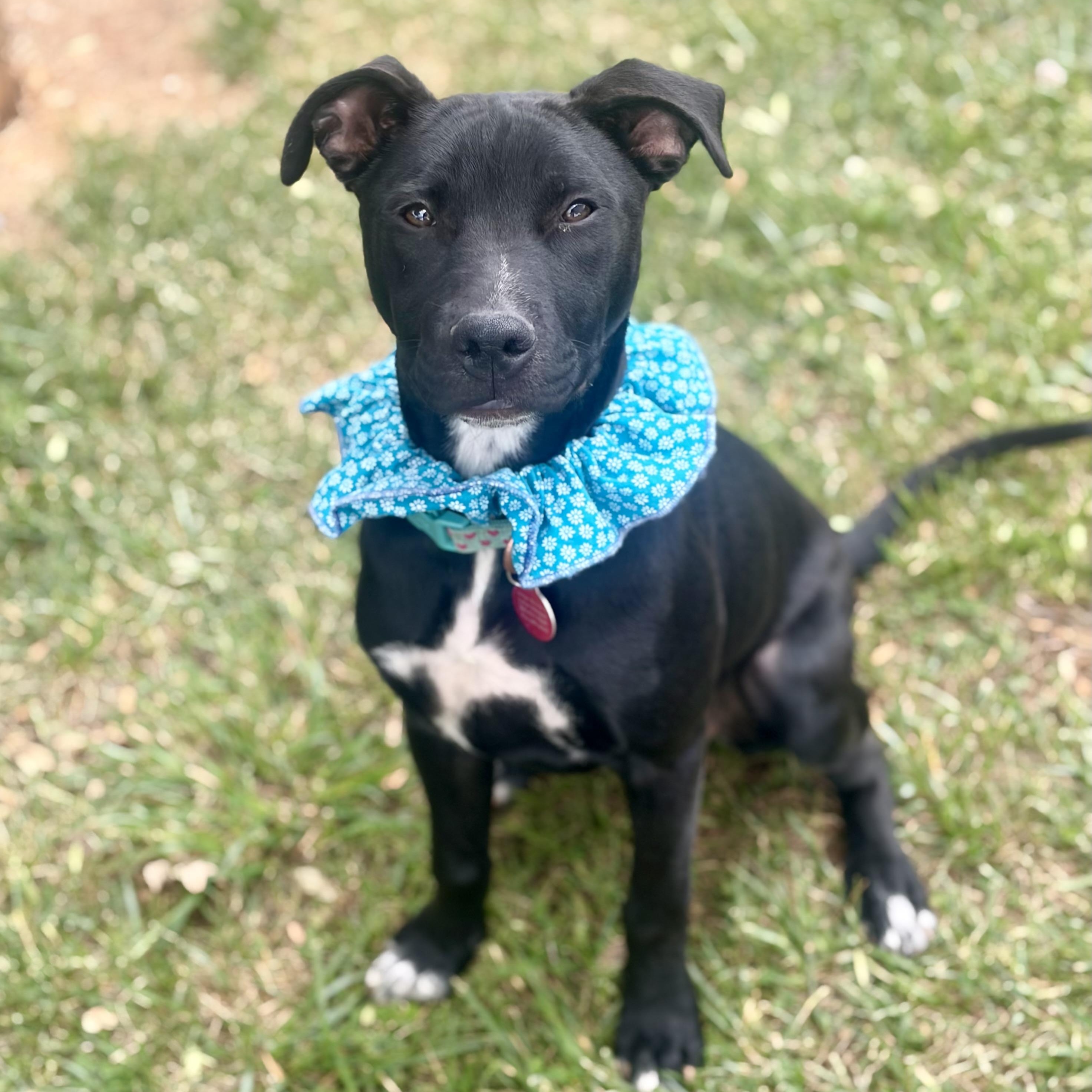 Jasmine, a Adoptable mixed breed in Greensboro, NC image 3/6