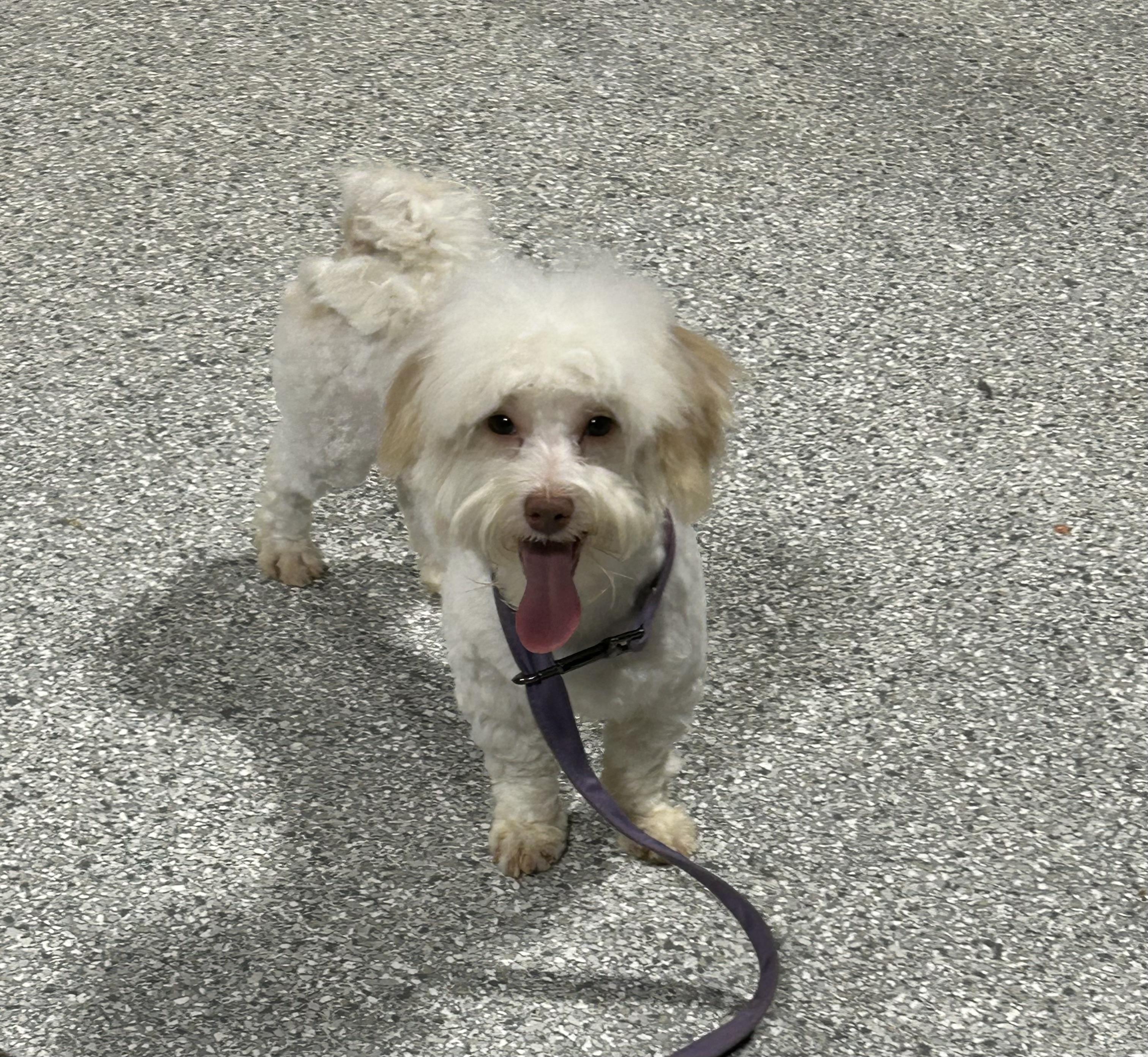 Vegas.  New pics! , Adoptable, Young Male Havanese.