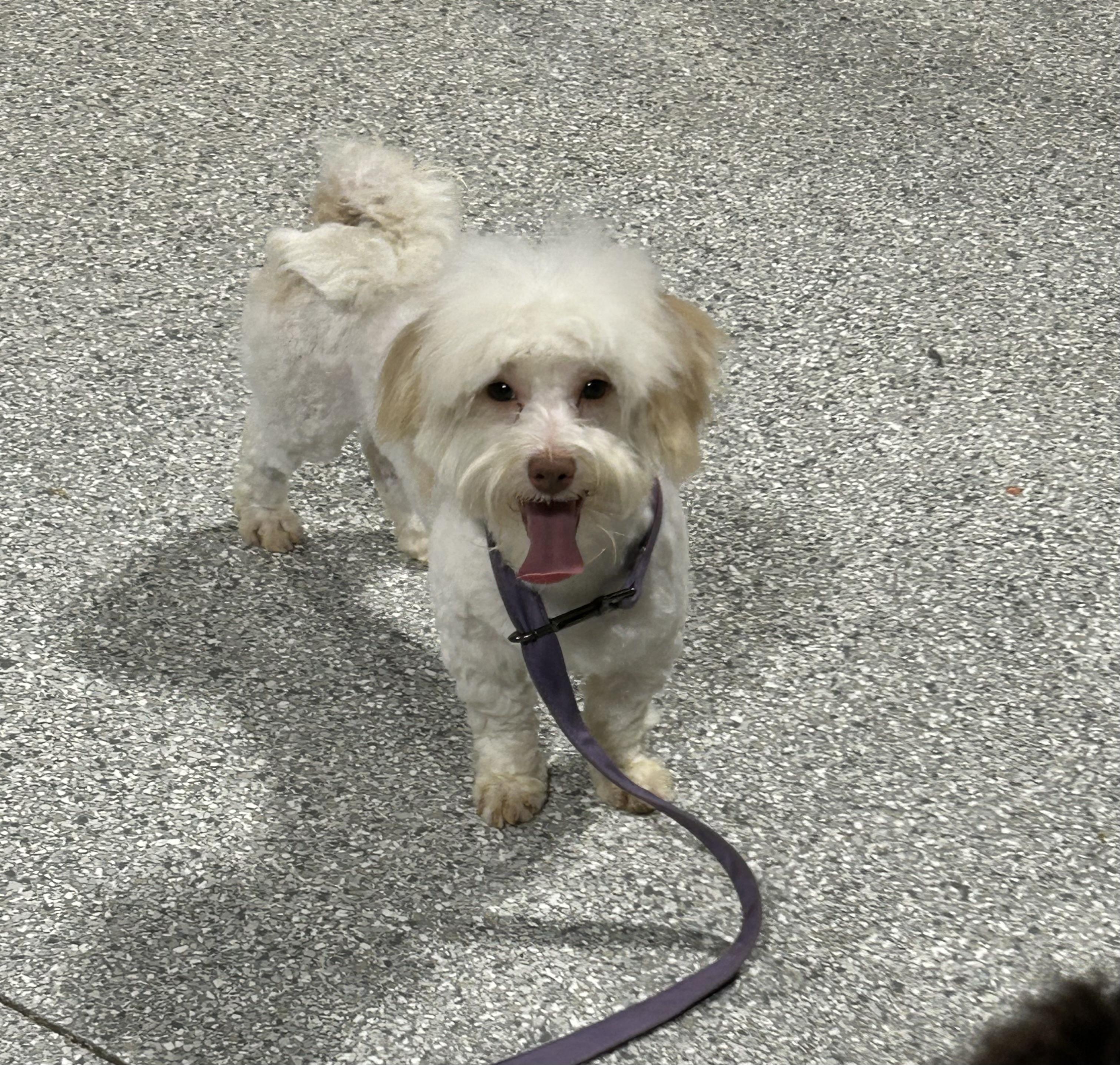 Enlarge Vegas.  New pics! , a Adoptable Havanese in Antwerp, OH image 4/4