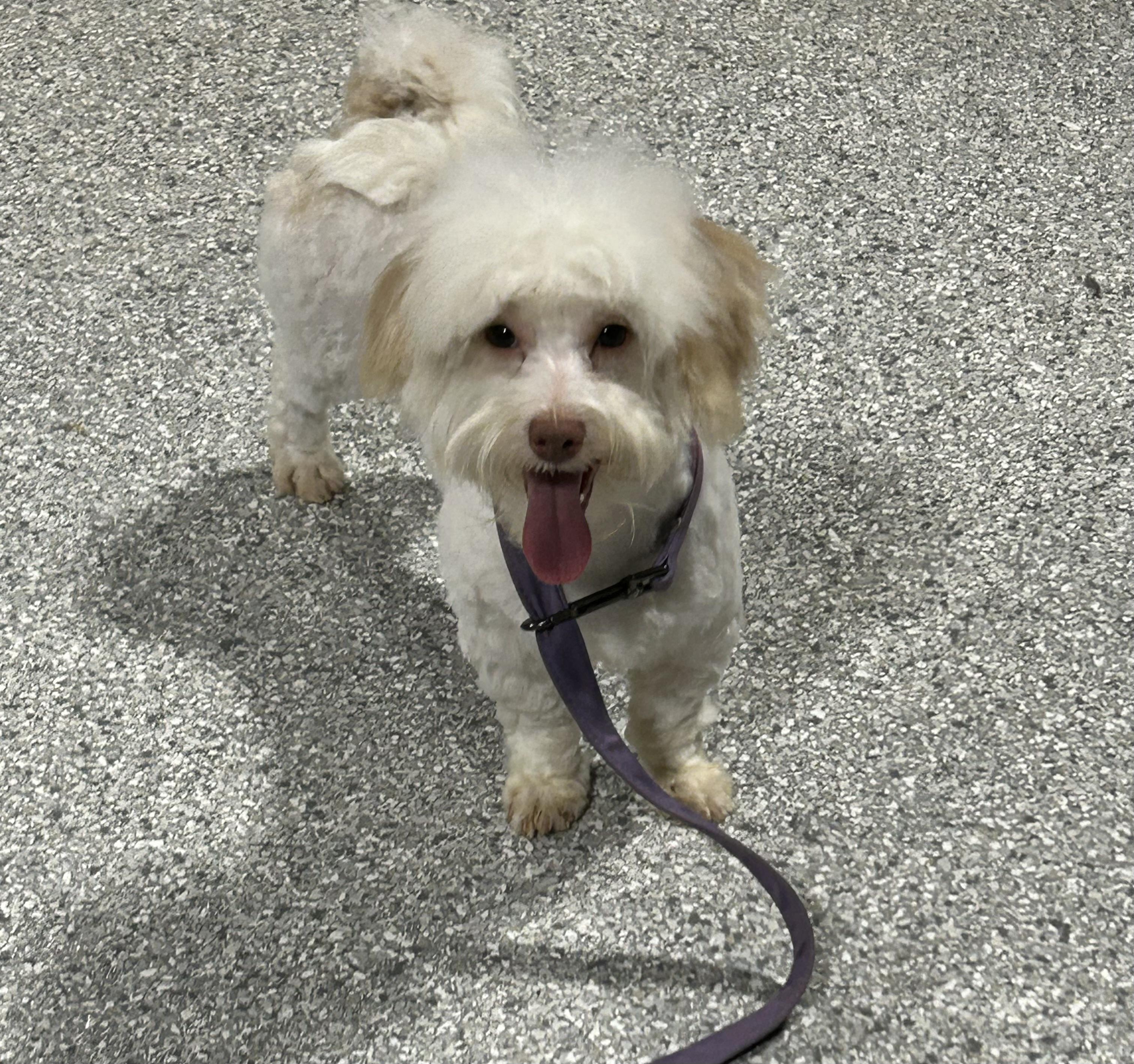 Enlarge Vegas.  New pics! , a Adoptable Havanese in Antwerp, OH image 3/4