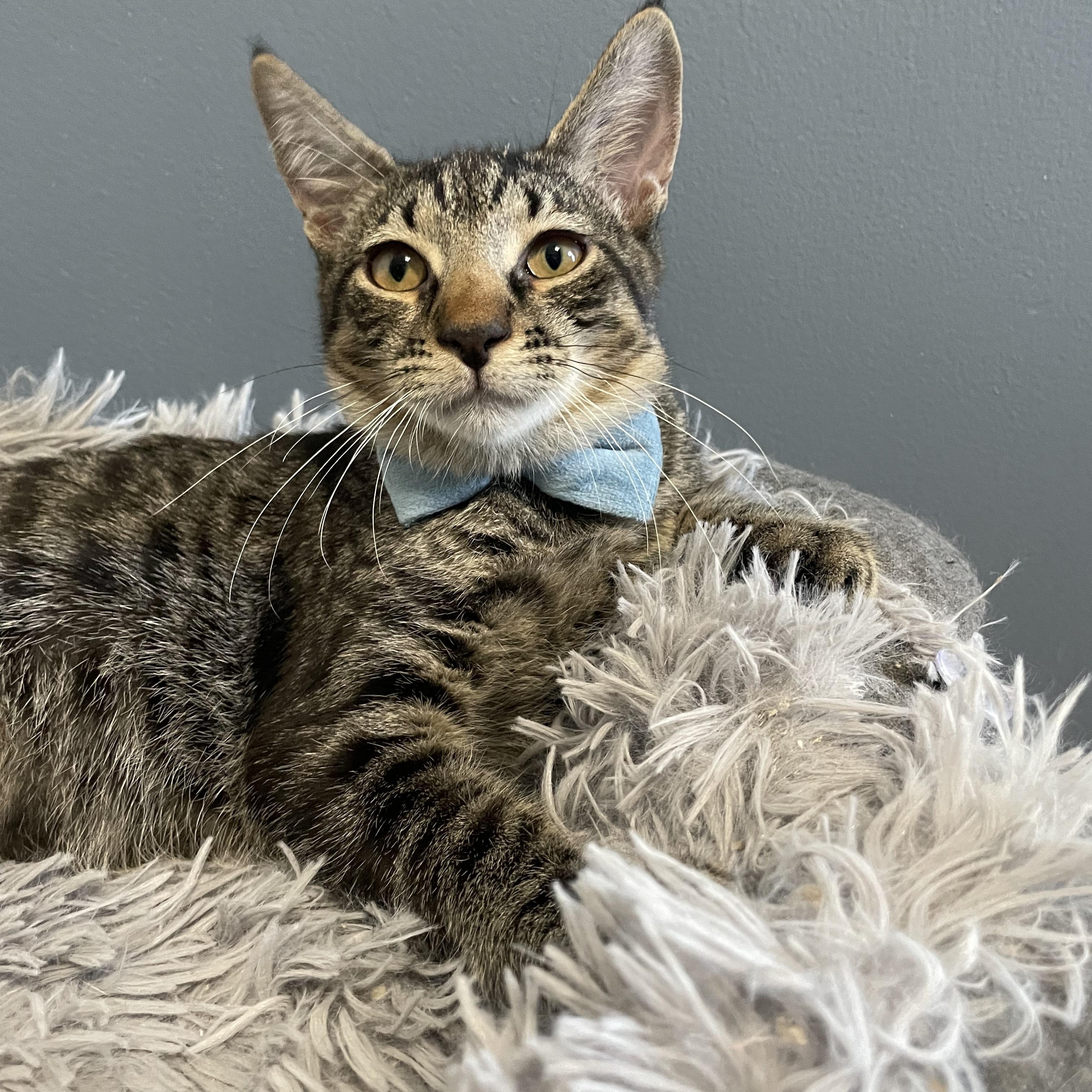 Enlarge Nicky, a ADOPTABLE Domestic Short Hair in Bayside, NY image 6/6