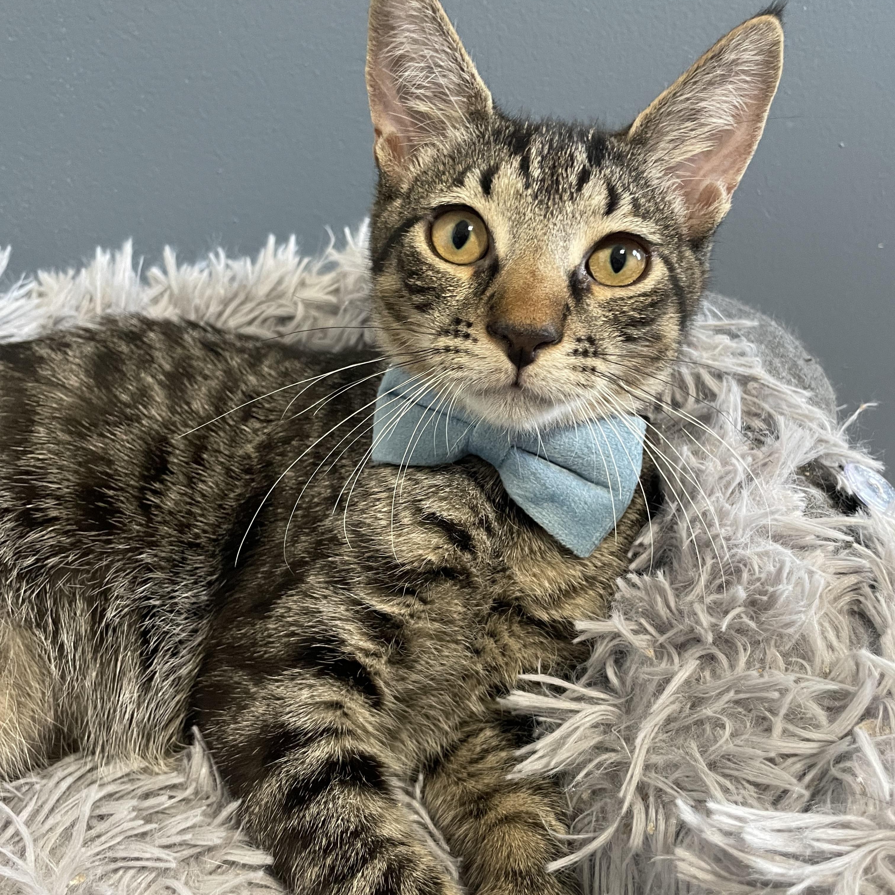 Enlarge Nicky, a ADOPTABLE Domestic Short Hair in Bayside, NY image 4/6