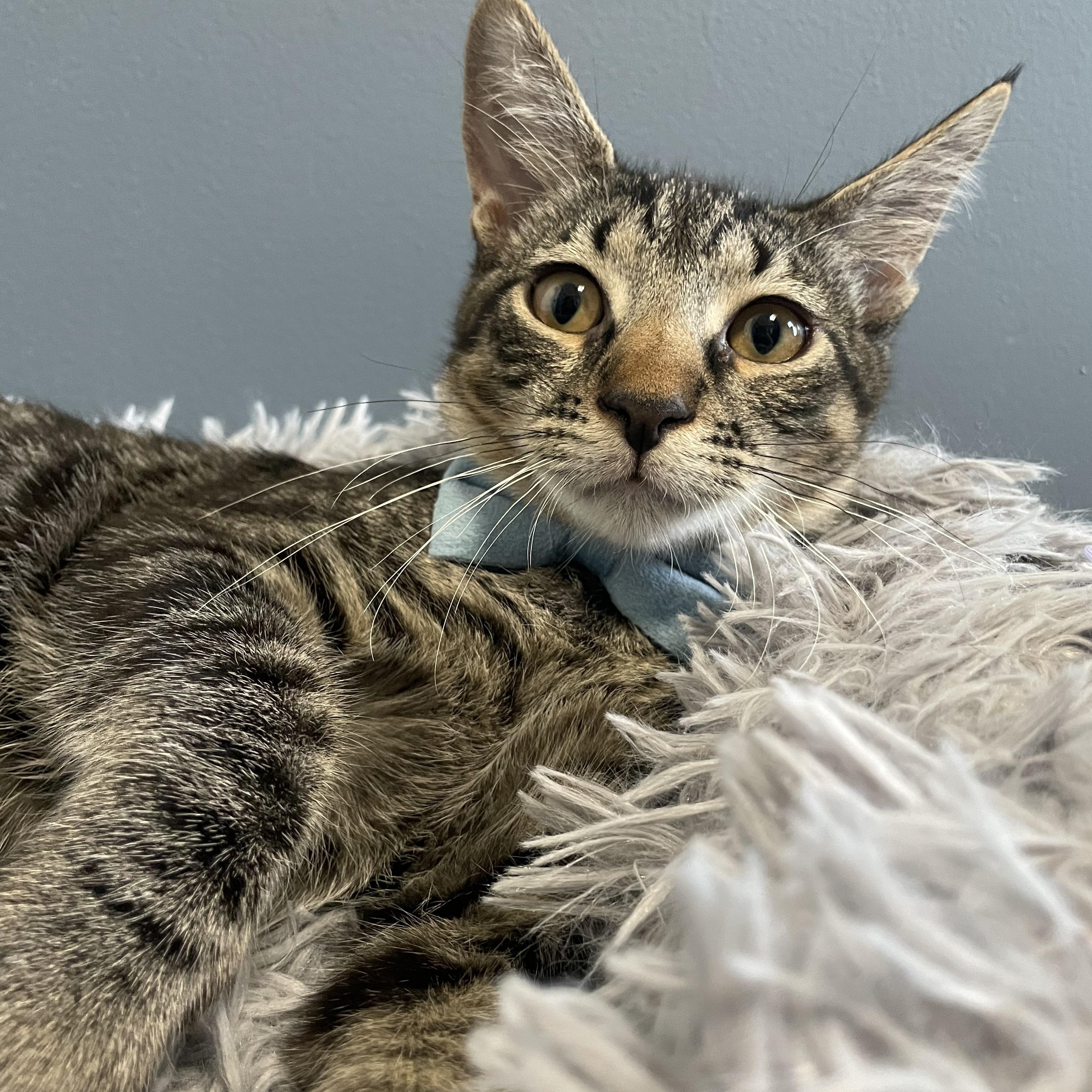 Enlarge Nicky, a ADOPTABLE Domestic Short Hair in Bayside, NY image 2/6