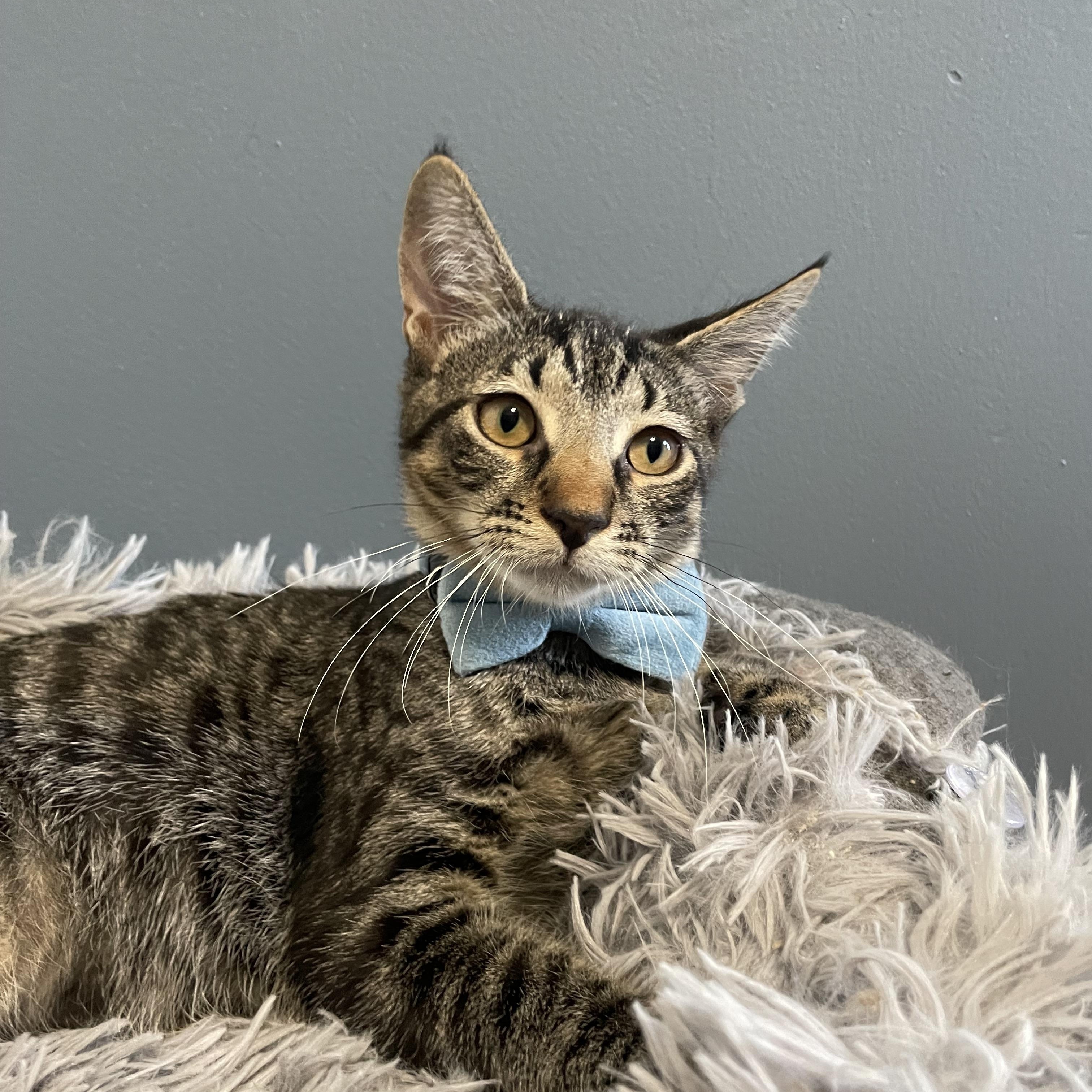 Enlarge Nicky, a ADOPTABLE Domestic Short Hair in Bayside, NY image 3/6