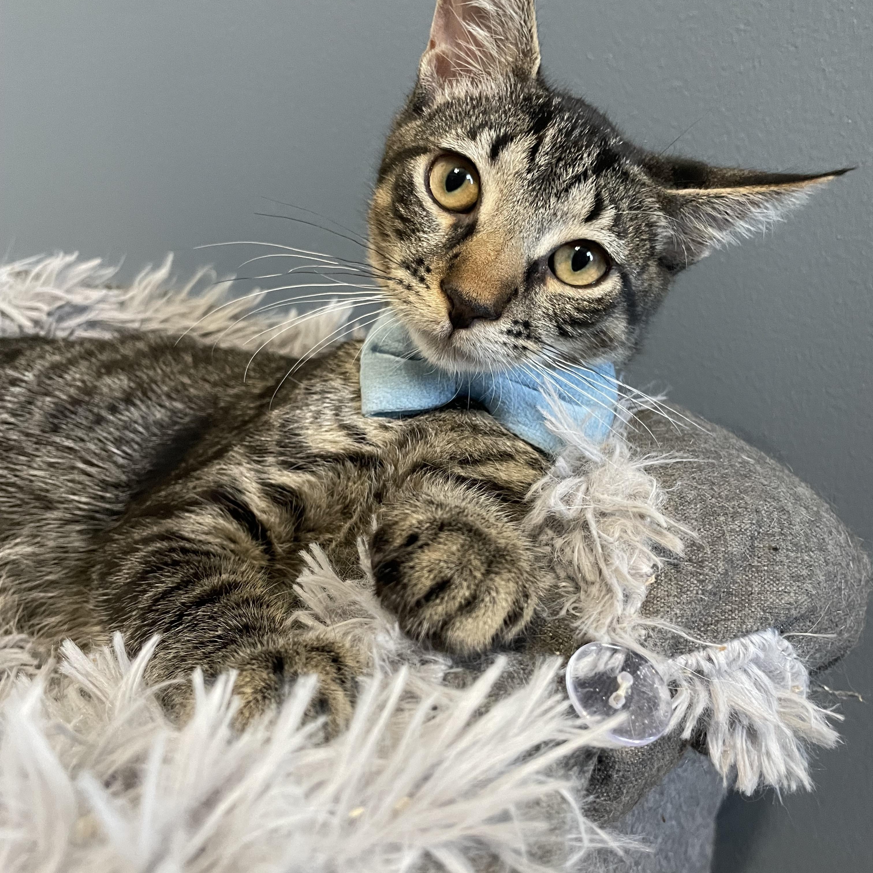 Nicky, ADOPTABLE, Kitten Male Domestic Short Hair.
